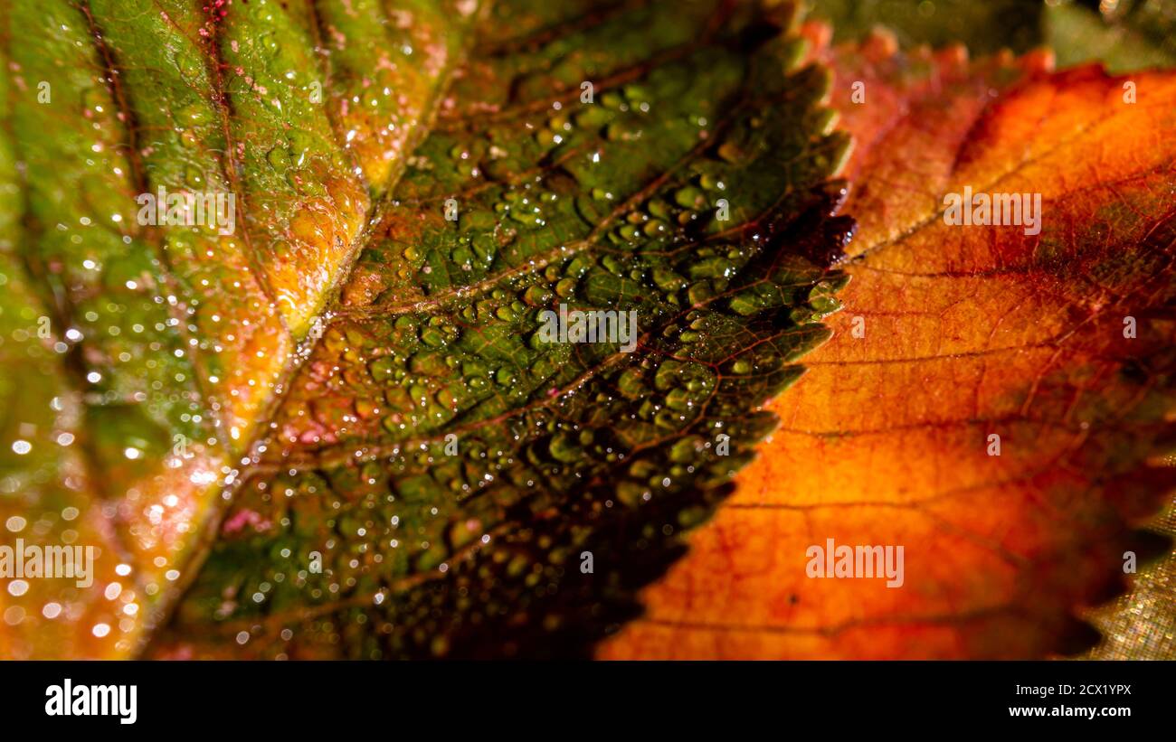 Close-up of a green leaf with dew drops and an orange leaf Stock Photo