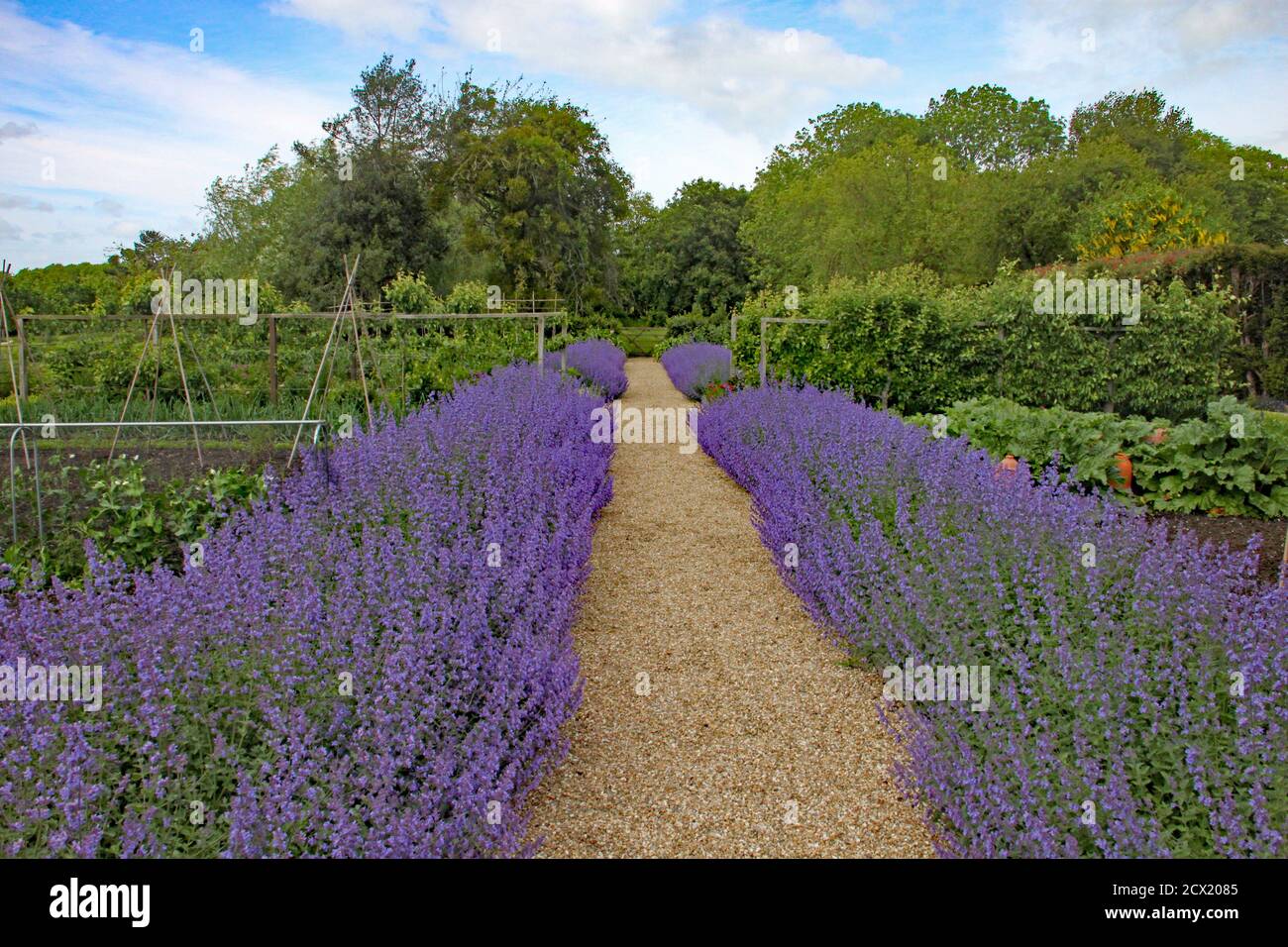 Two rows of lavender either side of a gravel pathway form a border to a kitchen garden. Stock Photo