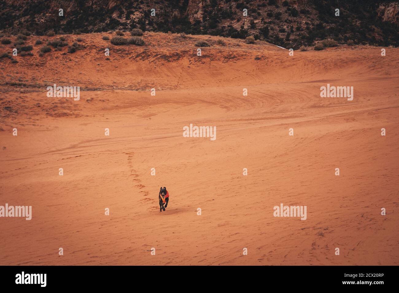 A black dog is running through dunes Stock Photo