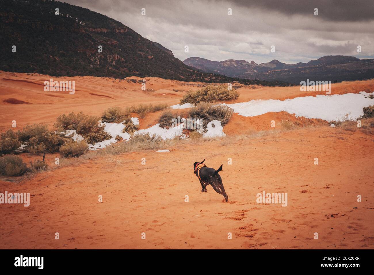 A black dog is running through dunes Stock Photo