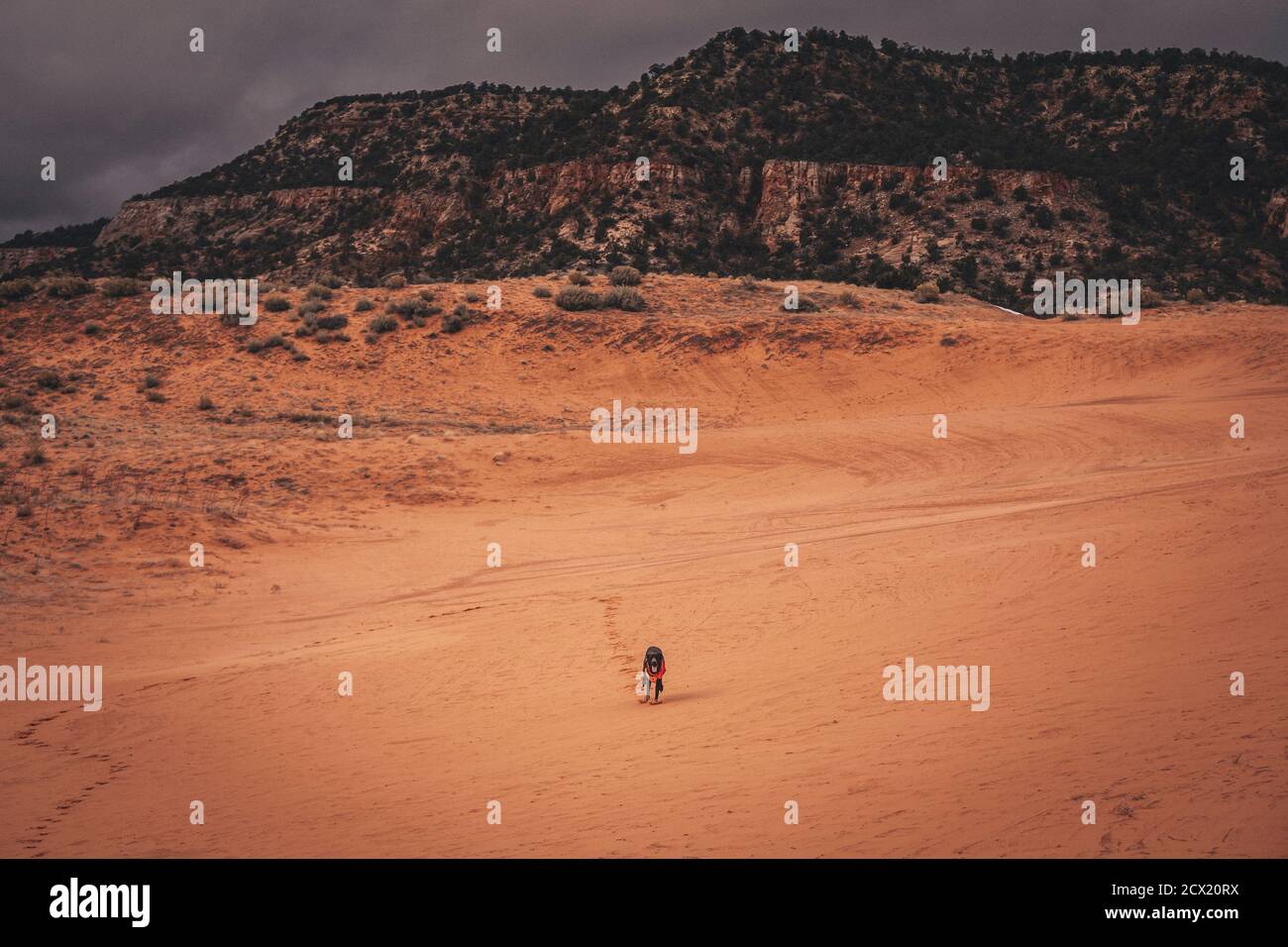 A black dog is running through dunes Stock Photo