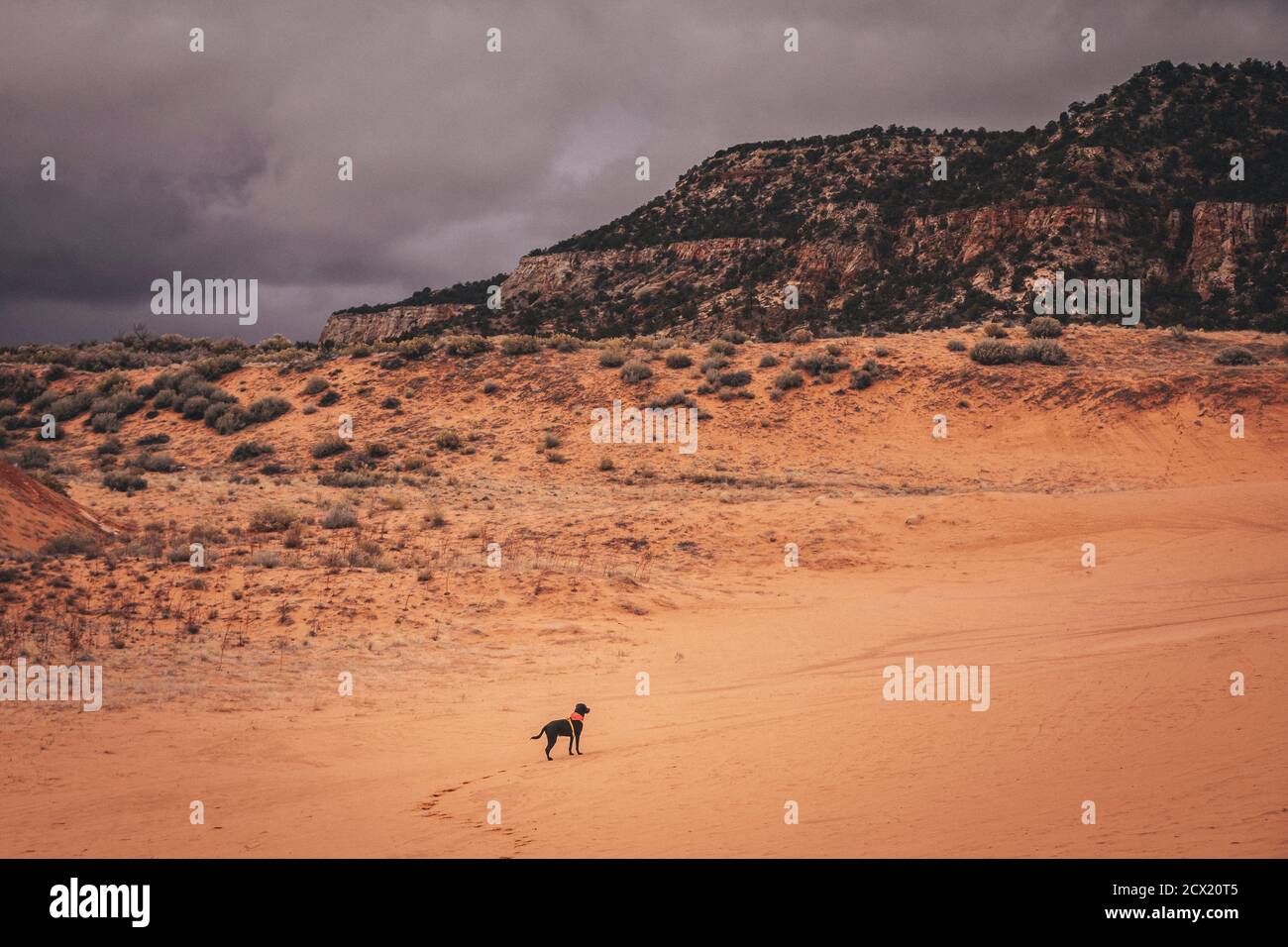 A black dog is running through dunes Stock Photo