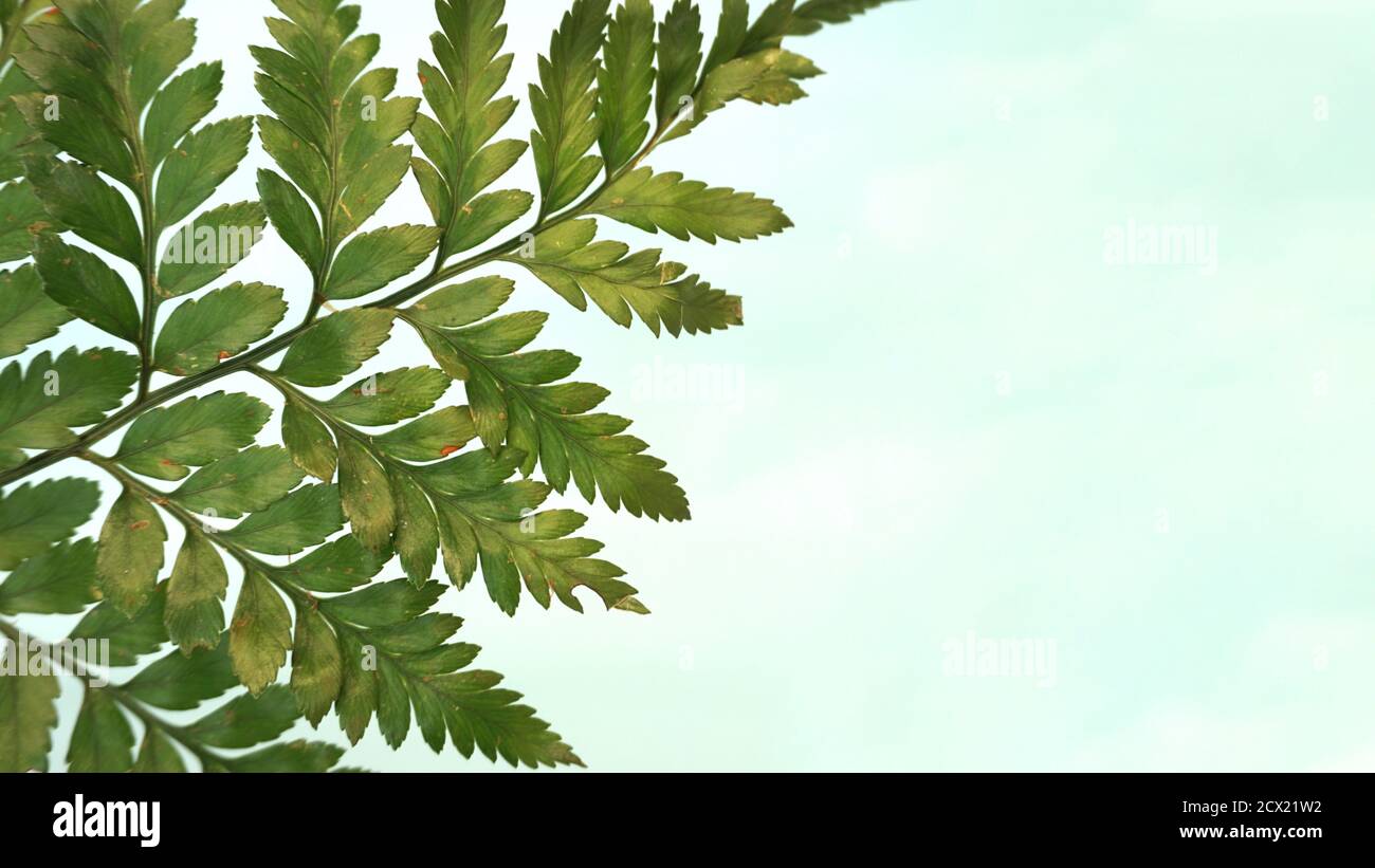 Leather fern leaf with light blue background Stock Photo