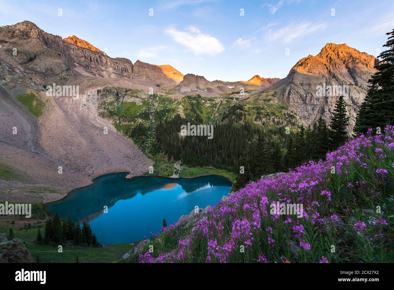 Scenic view purple wildflowers hi-res stock photography and images - Alamy