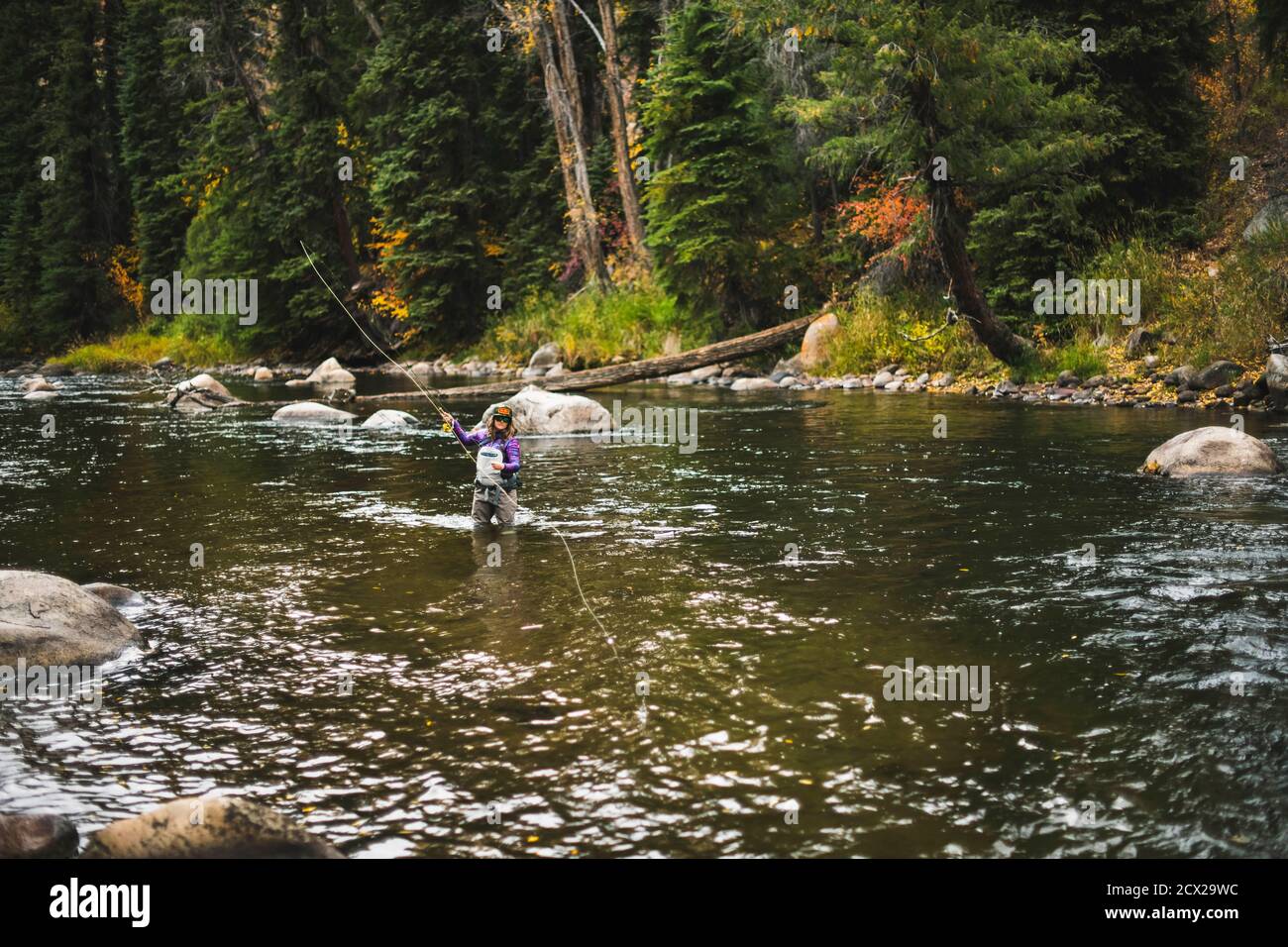 Woman fly fishing at Roaring Fork River Stock Photo Alamy