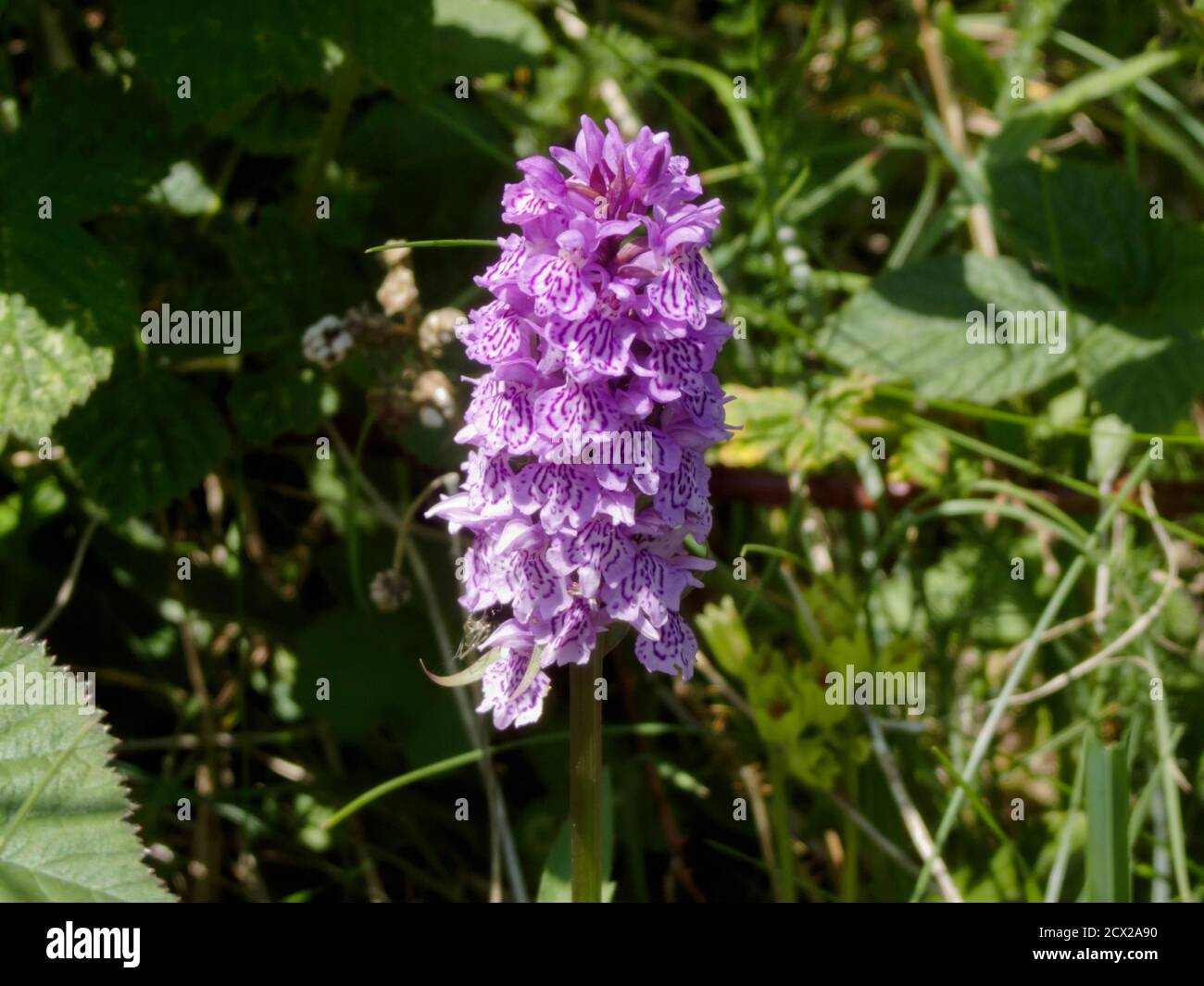 Common Spotted Orchid Plant ( Dactylorhiza fuchsii ) In Flower, UK Stock Photo