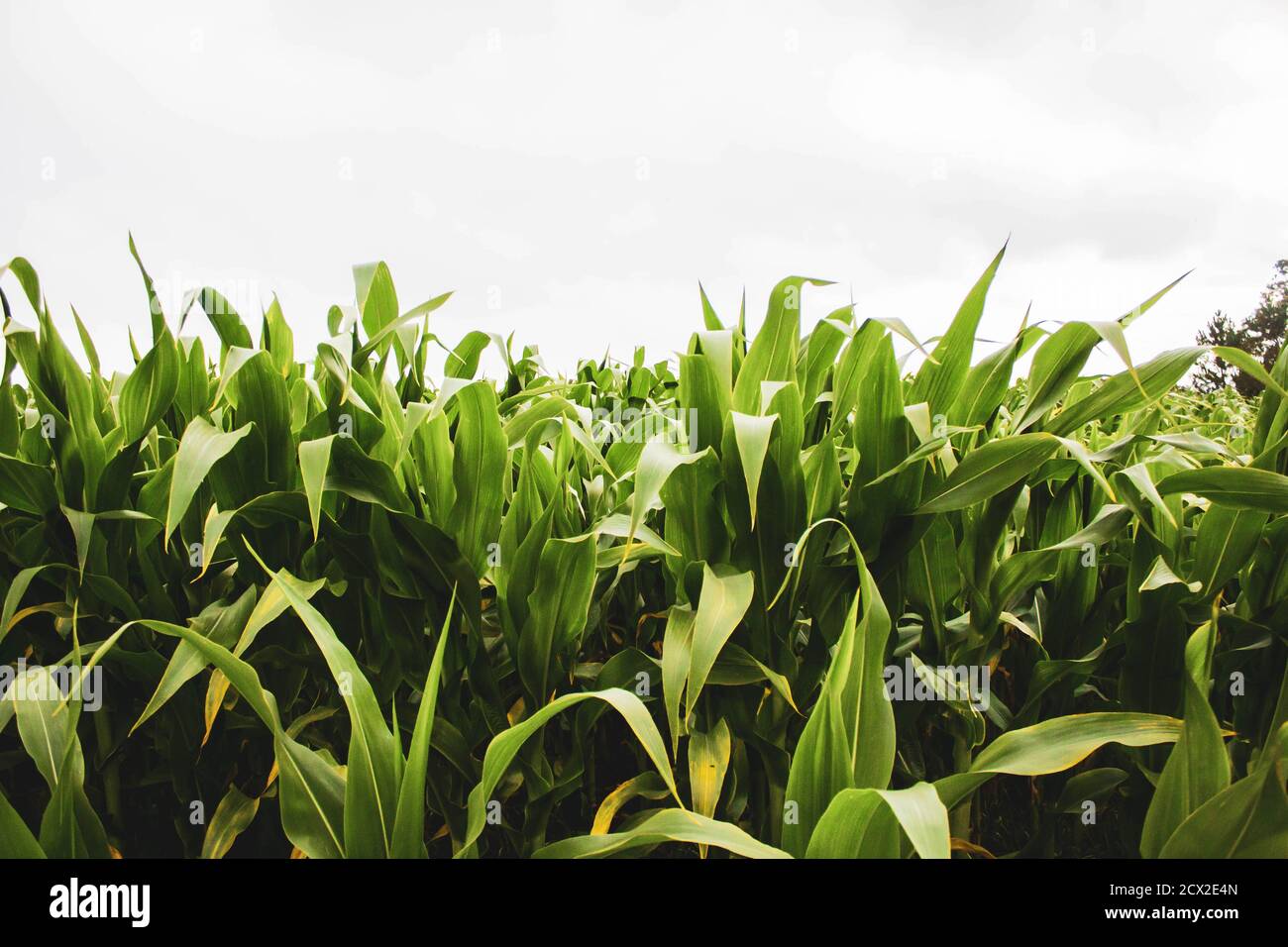 corn field against cloudy sky Stock Photo - Alamy