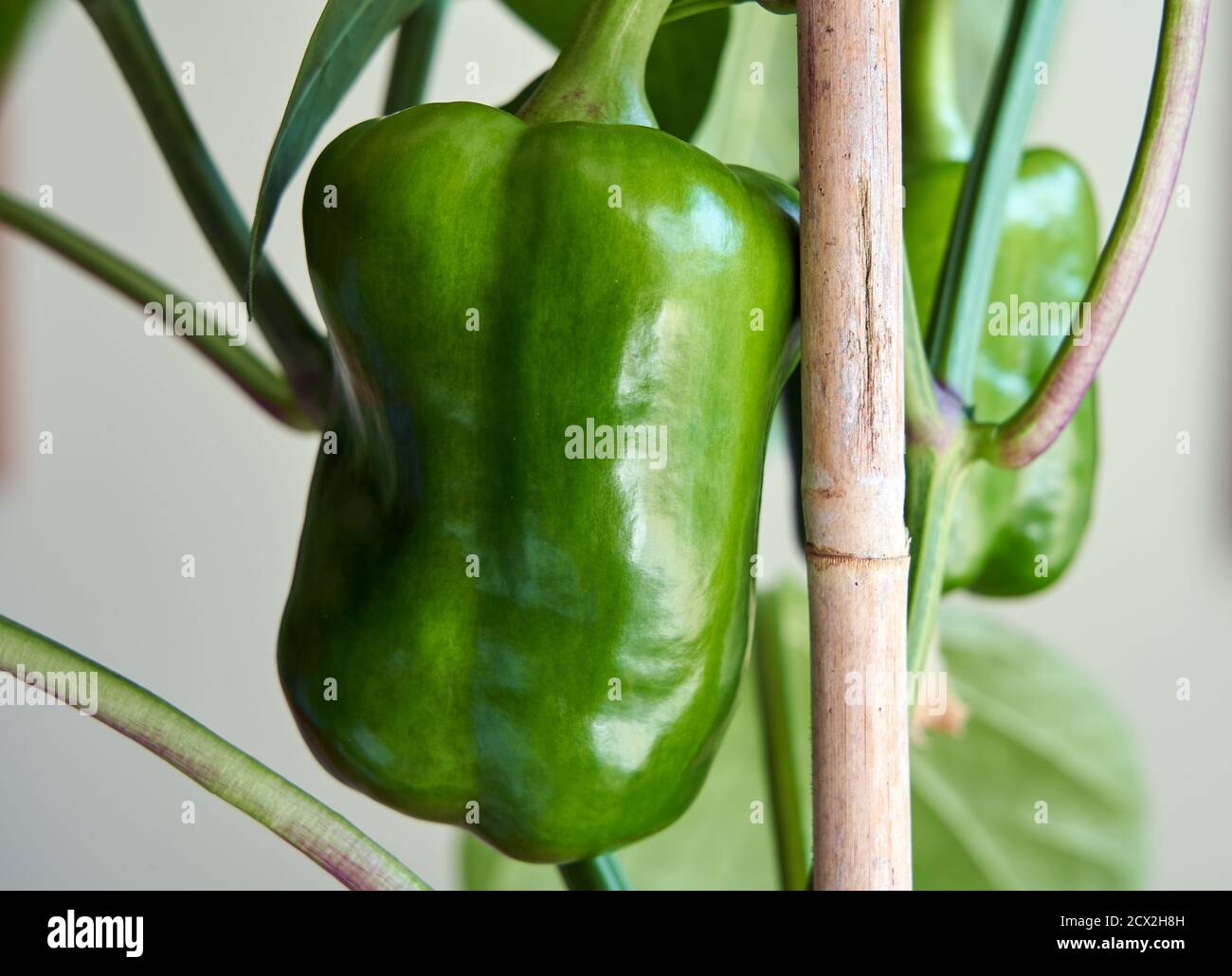Green peppers growing on an indoor plant Stock Photo Alamy