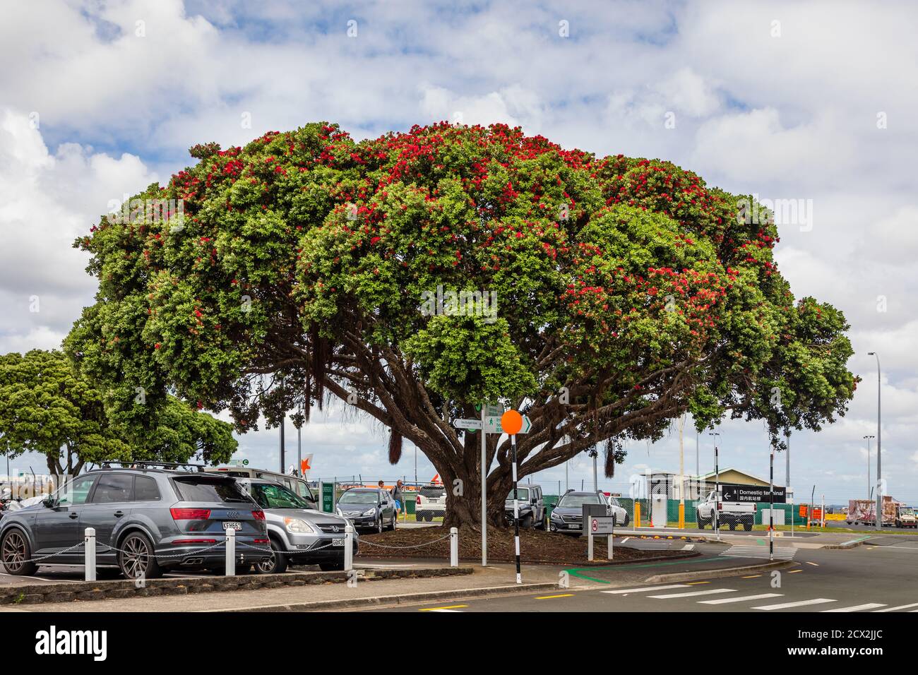 Auckland, New Zealand: New Zealand Christmas Tree (Metrosideros excelsa) on the parking lot of the Auckland International Airport's passenger terminal Stock Photo