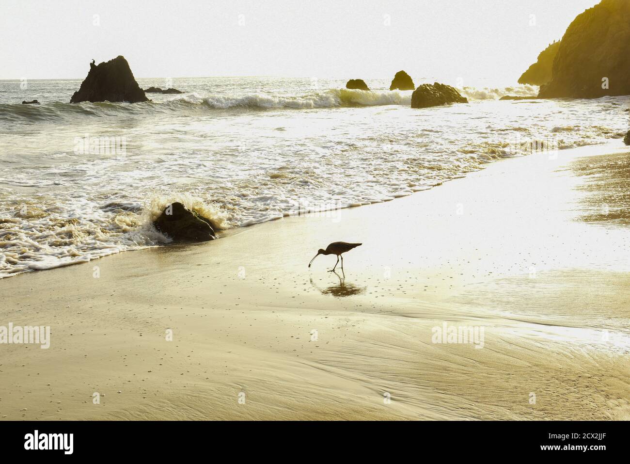 A birdy forages on the beach for food. Stock Photo