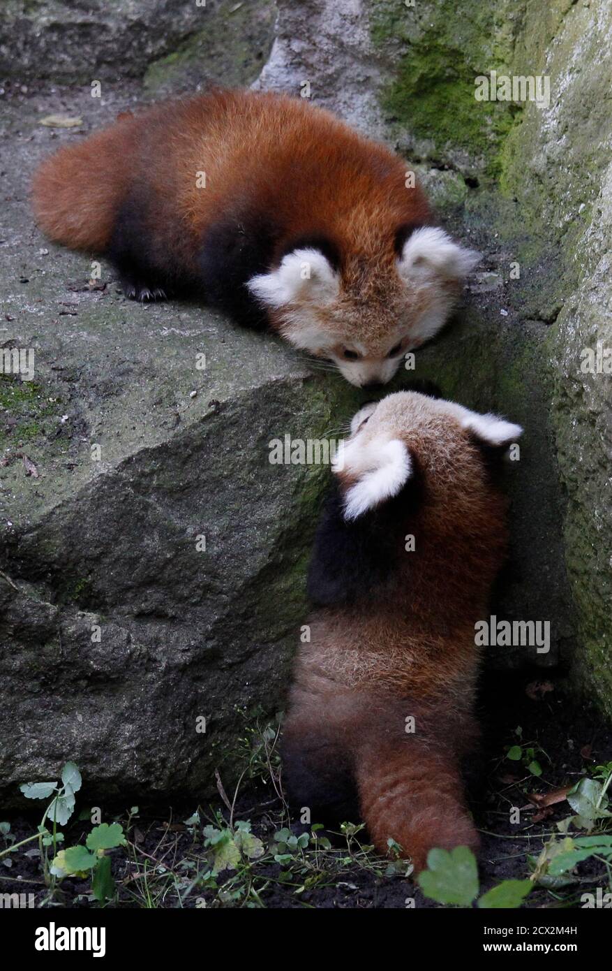 Two newborn Red Panda twin cubs are presented to the media at the Berlin  Tierpark zoo, September 13, 2011. The pandas named Kit and Kitty were born  in June in the German