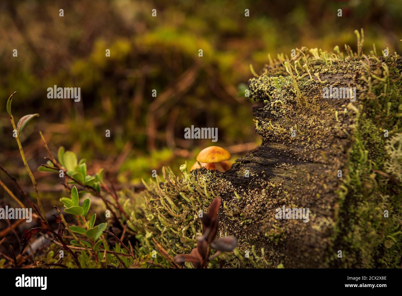 in the forest an old stump and small mushrooms are hidden behind a ...