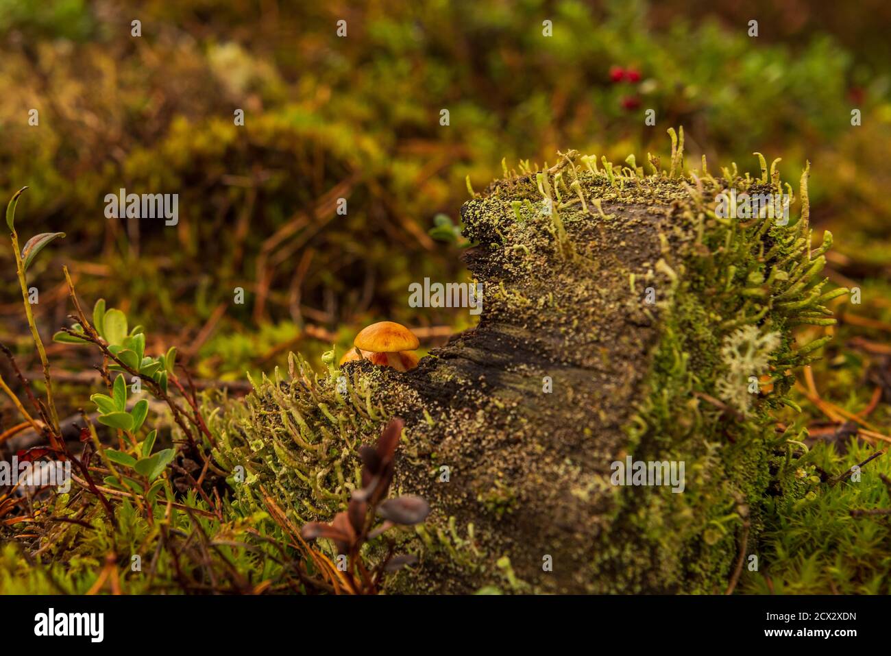 in the forest an old stump and small mushrooms are hidden behind a ...