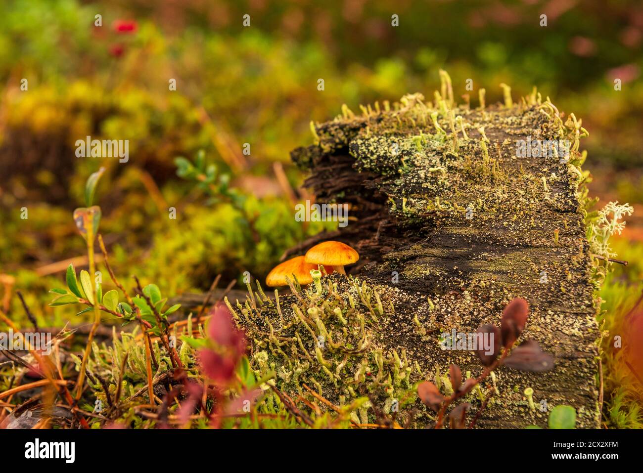 in the forest an old stump and small mushrooms are hidden behind a ...