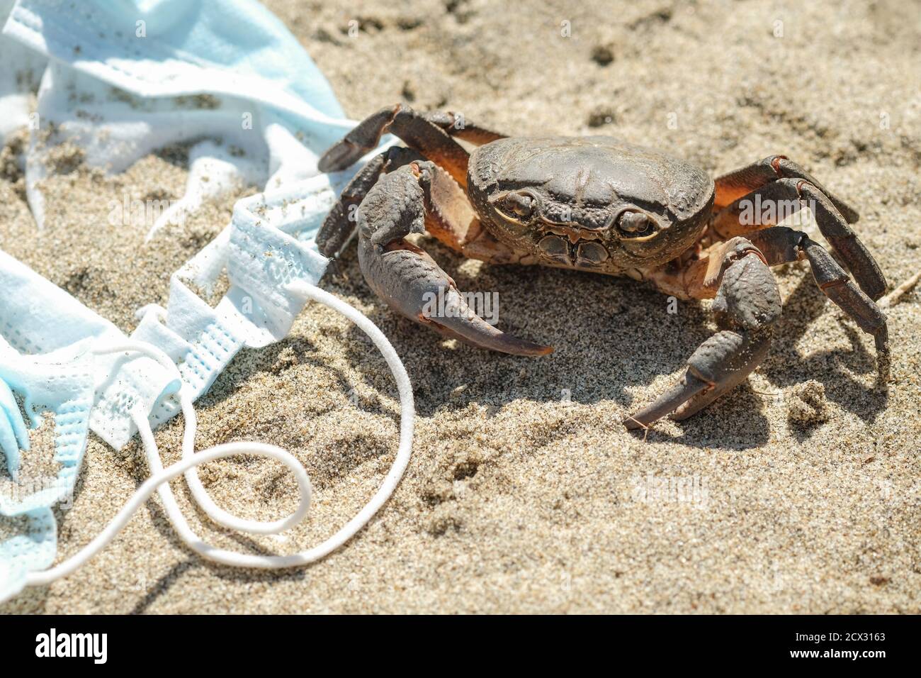 Marine sea crab on discarded Waste pollution,COVID-19 disease.contaminated ecosystem,coronavirus garbage Stock Photo