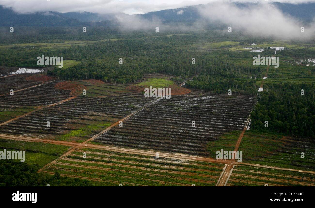 An aerial view shows land, owned by Indonesian palm oil giant PT SMART Tbk, being cleared in Ketapang in Indonesia's West Kalimantan province August 2, 2010. An audit of Indonesian palm oil giant PT SMART Tbk showed on August 10, 2010 the firm had not destroyed primary forest but had planted on carbon-rich deep peatlands, partially clearing it of accusations by Greenpeace. Picture taken August 2, 2010.  REUTERS/Tommy Ardiansyah  (INDONESIA - Tags: BUSINESS ENERGY ENVIRONMENT) Stock Photo