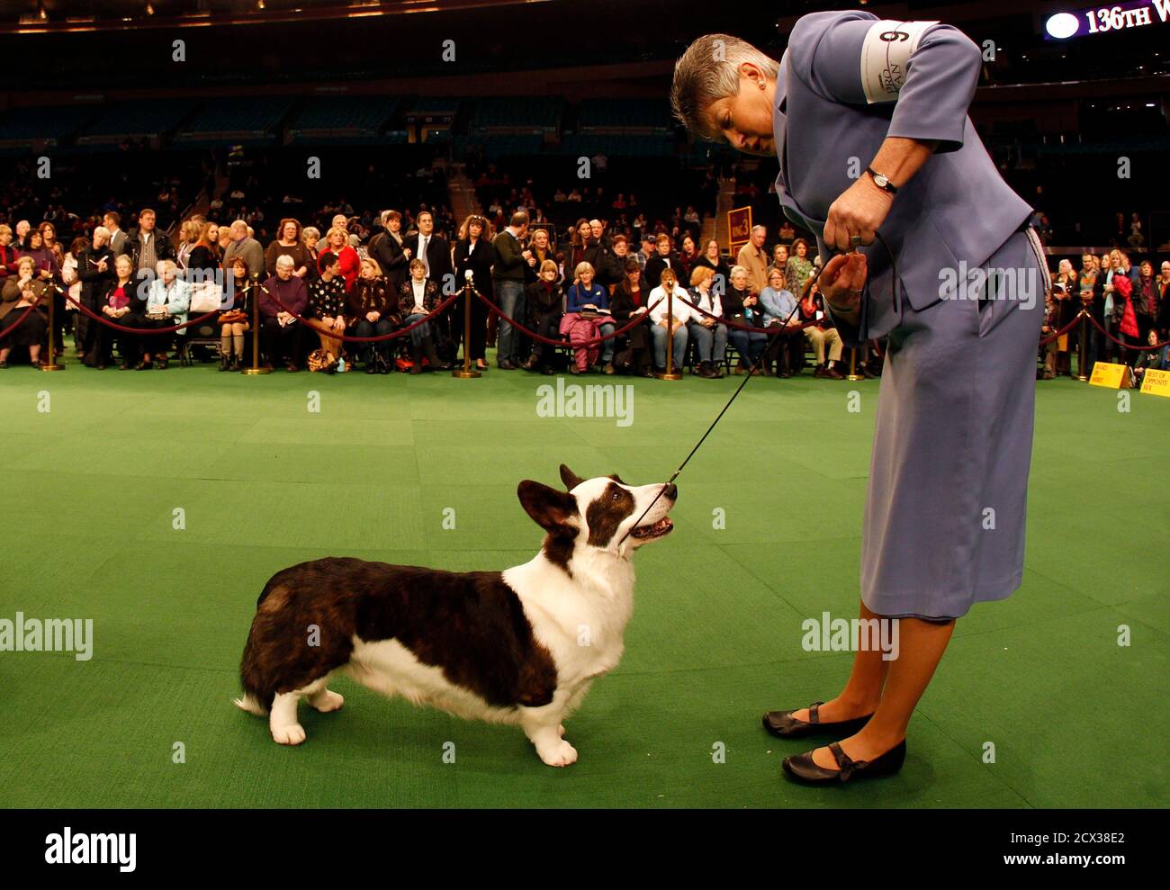 Handler Dixie Rae shows Cardigan Welsh Corgi Myste Baledwr Free to Disagree  during the 136th Westminster kennel Club Dog Show in New York's Madison  Square Garden, February 13, 2012. REUTERS/Mike Segar (UNITED