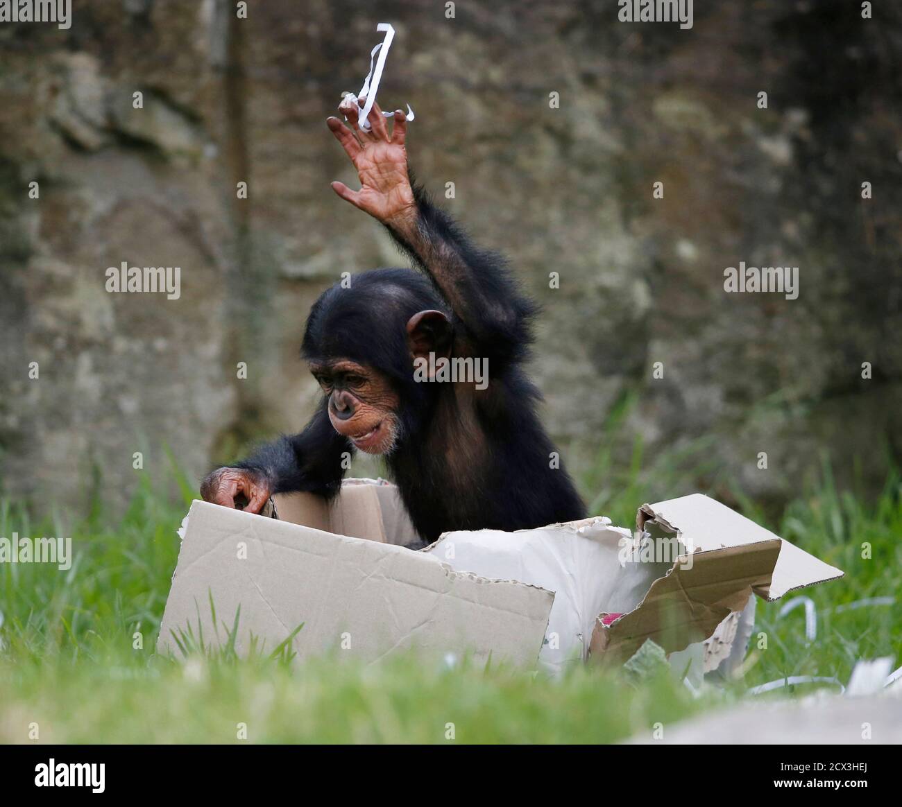 A 13-month-old chimp named Fumo throws shredded paper Christmas wrapping  out of a box which contained food treats, during a Christmas-themed feeding  session at Sydney's Taronga Park Zoo, December 9, 2014. Fumo,