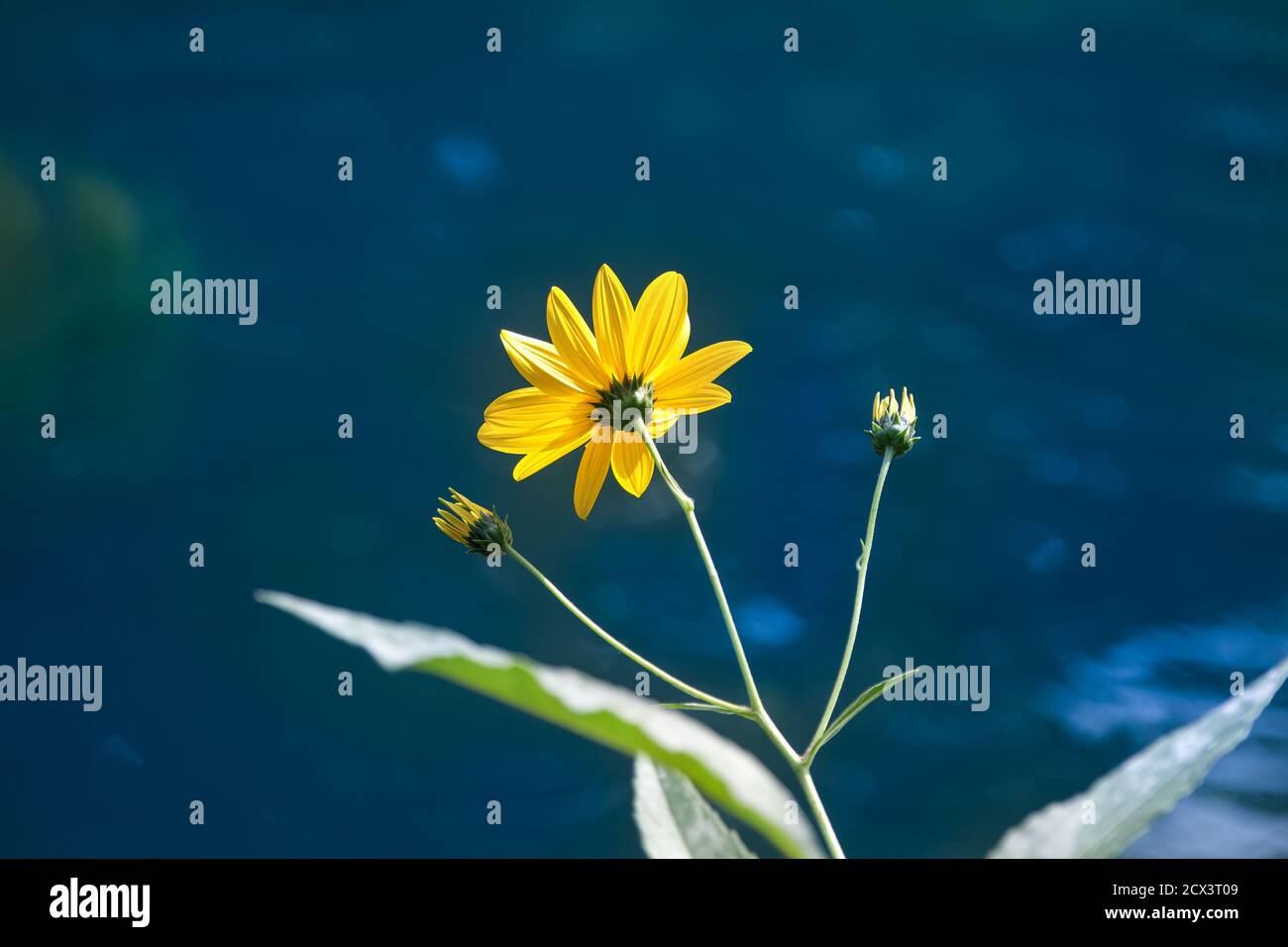 Yellow flower with blue background hires stock photography and images