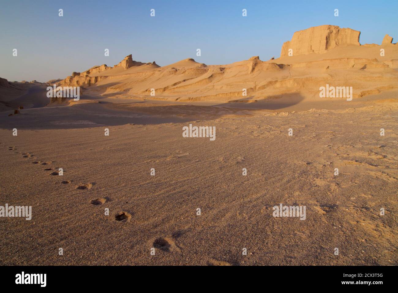 Desert Fox tracks in the sand. Kaluts region of the Lut desert. The hottest place on earth. Iran Stock Photo