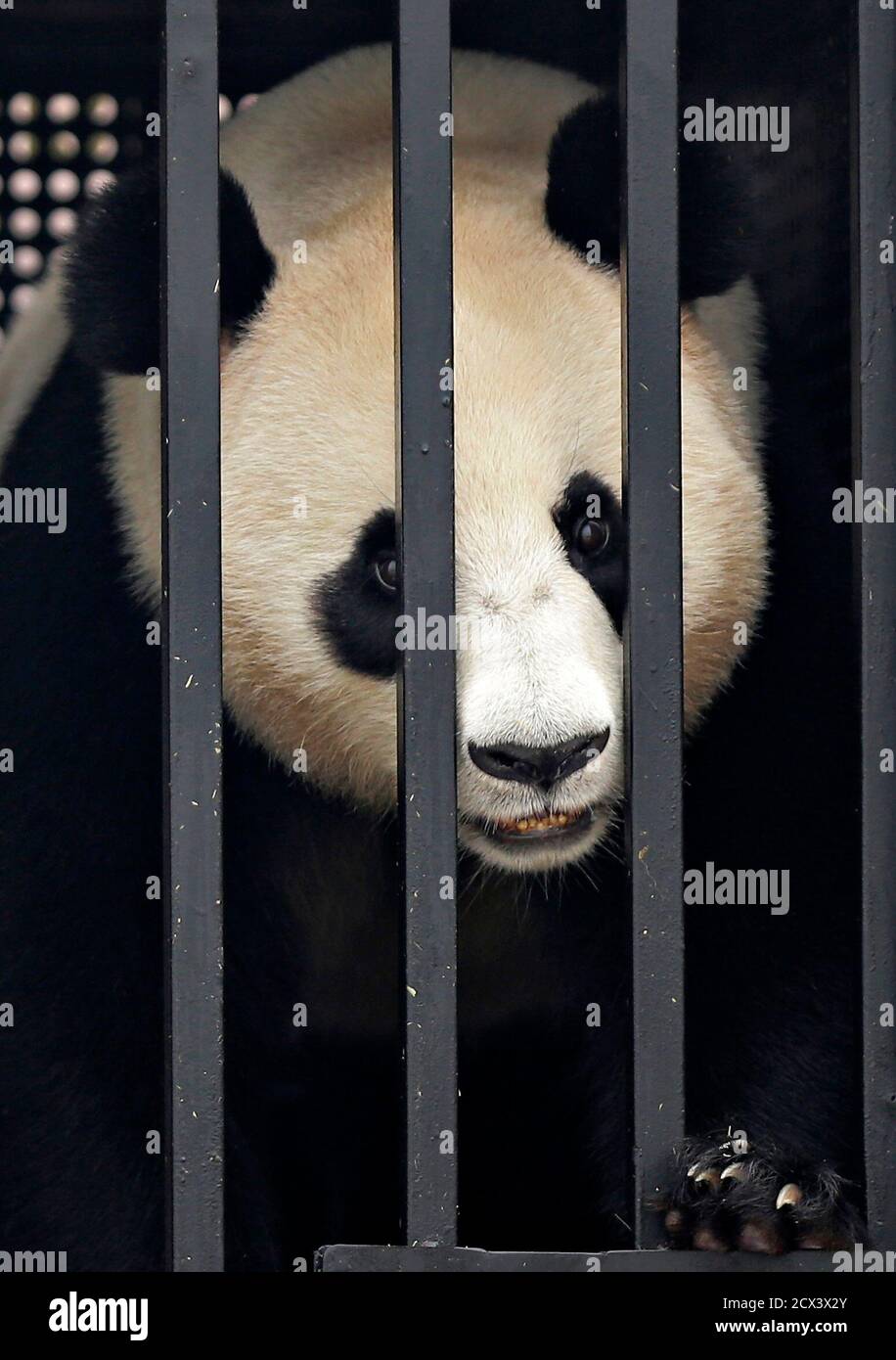 Jia Jia A Four Year Old Female Giant Panda Originally Named Hu Bao Looks Out From Her Cage As She Is Unveiled To The Media After Arriving At Changi International Airport In Singapore September