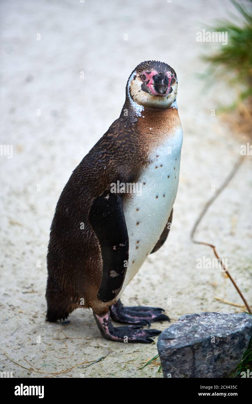 Humboldt penguin stands and looks into the camera Stock Photo