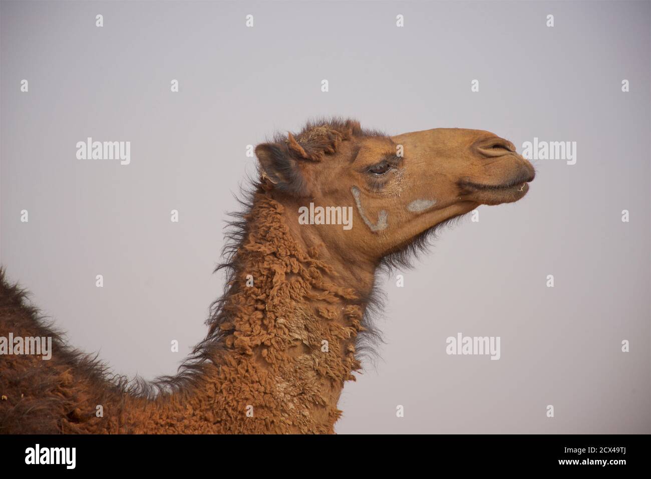 Camel with ownership markings. The Kavir desert. Dasht-e Kavir, central Iran Stock Photo