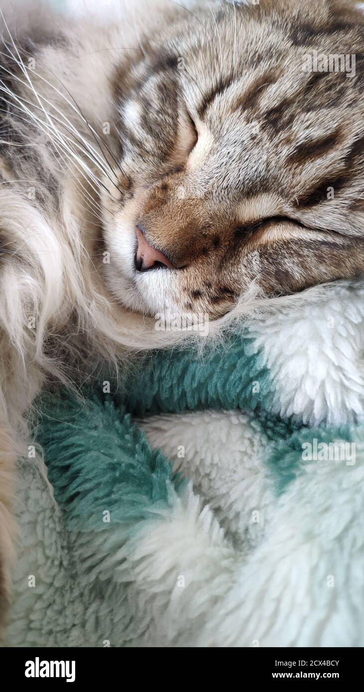Cute tabby cat sleeping on bed covered with cozy blanket, comfortable moment, mobile photo Stock Photo