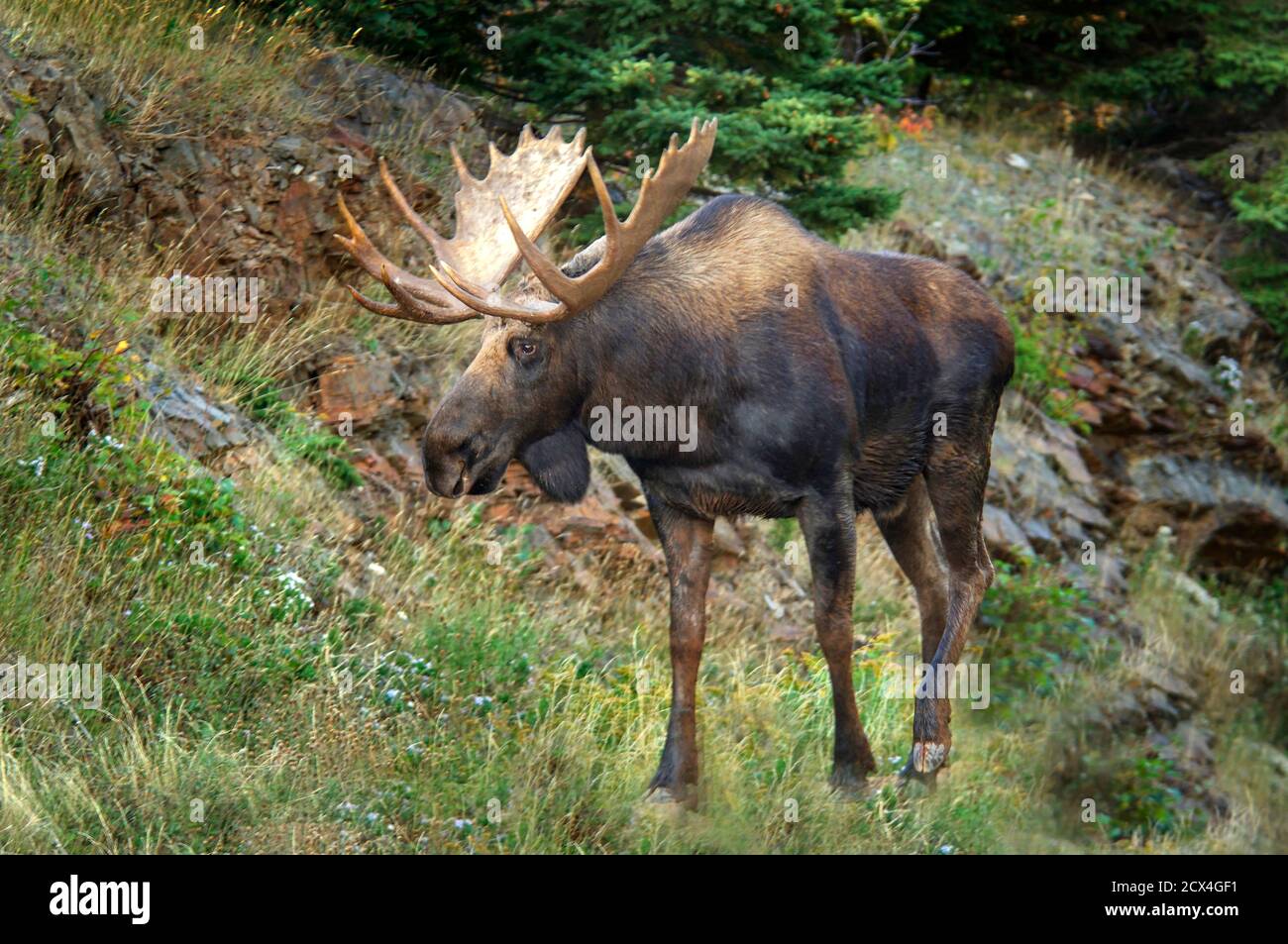 Moose (Alces alces), Cape Breton Highlands National Park, Cape Breton Island, Nova Scotia, Maritimes, Canada Stock Photo