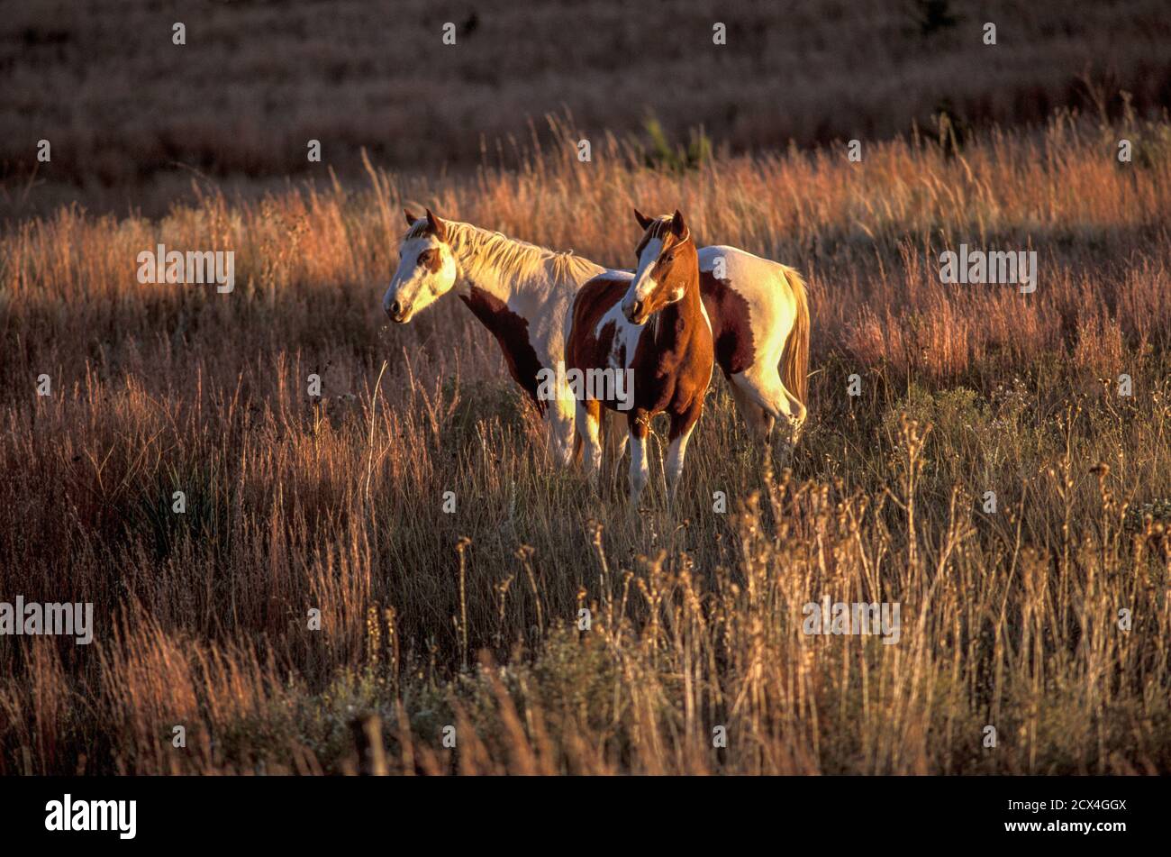 Western horses hi-res stock photography and images - Alamy