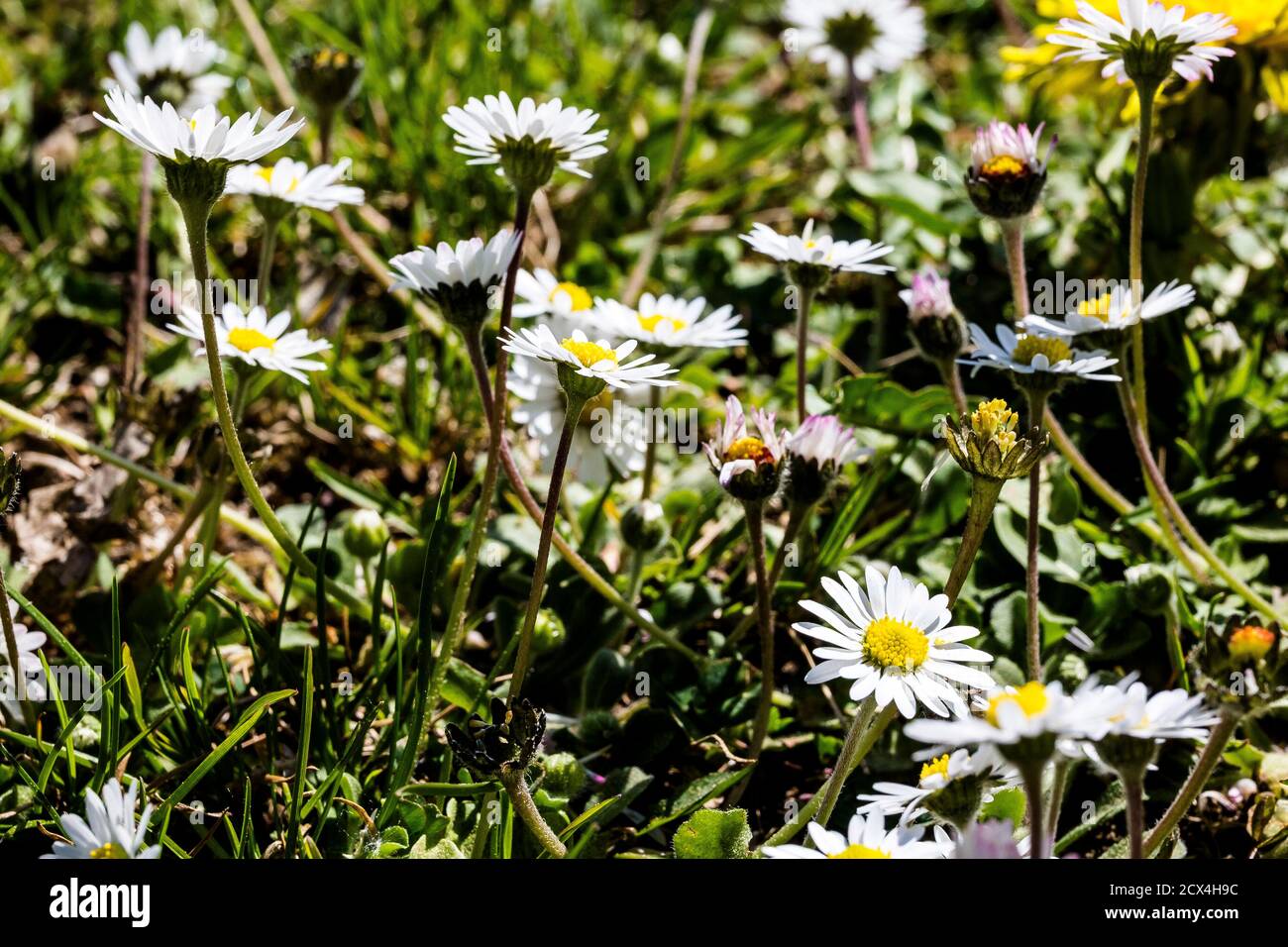 Das Gänseblümchen ist eine weitverbreitete robuste Pflanze, die als Frühlingsbote auftritt  und in vielen Kulturen als Heilpflanze genutzt wird. Sie w Stock Photo