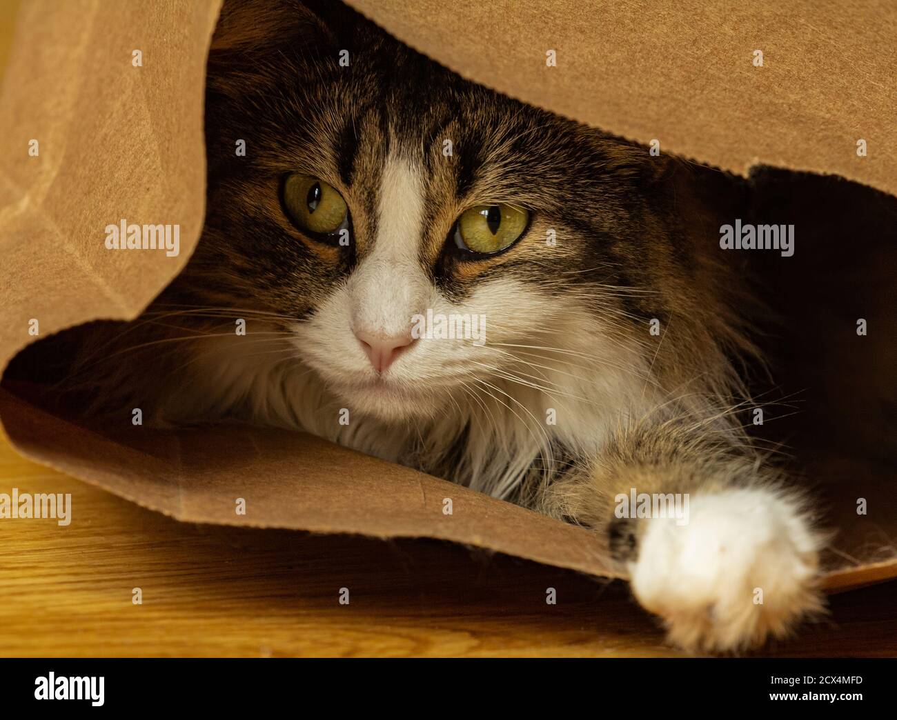 Closeup of a young domestic longhair tabby cat playing hide in seek in a brown paper bag on a wooden floor. Stock Photo