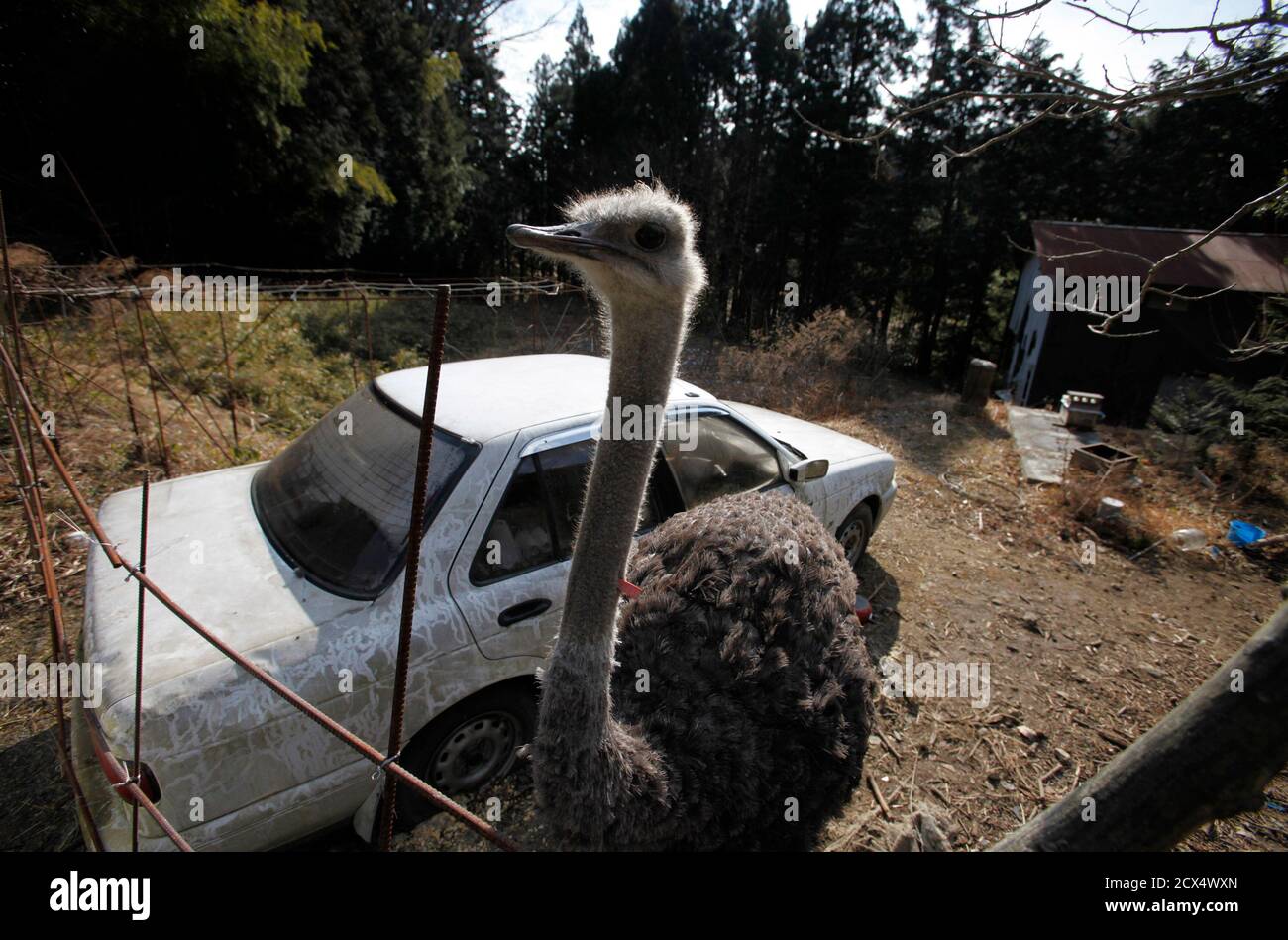 ATTENTION EDITORS - THIS IMAGE IS 21 OF 22 TO ACCOMPANY A PICTURE PACKAGE ON THE EVACUATED TOWNS INSIDE THE 20KM EXCLUSION ZONE AROUND THE FUKUSHIMA DAIICHI NUCLEAR POWER PLANT. SEARCH KEYWORD 'FUKUSHIMA' TO SEE ALL IMAGES PXP900-921.  An ostrich which had escaped from a farm is seen in Tomioka town, inside the exclusion zone of a 20km radius around the crippled Fukushima Daiichi nuclear power plant, Fukushima prefecture, January 15, 2012. The Fukushima Daiichi nuclear power plant was hit on March 11, 2011 by a tsunami that exceeded 15 metres in some areas. The tsunami knocked out the plant's  Stock Photo