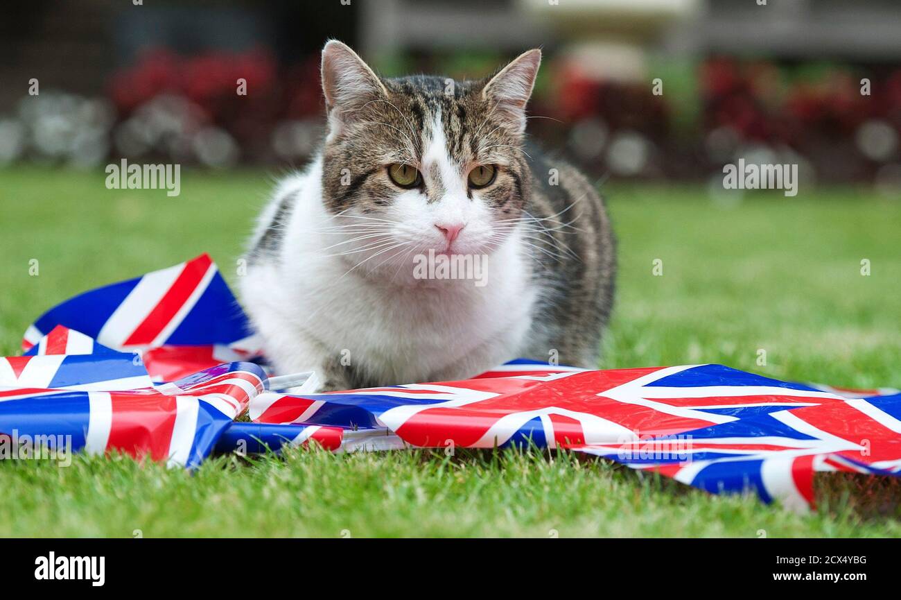 Cat price hires stock photography and images Alamy