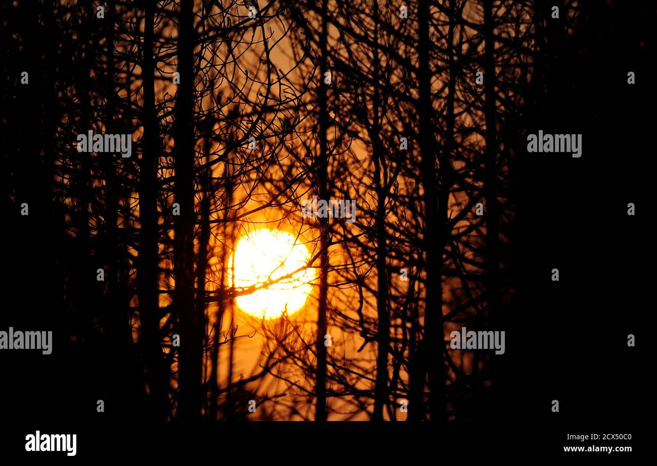 The Sun Shines Through Pine Trees Near The Town Of Gevgelija 220 Km 137 Miles South The fahrenheit scale is used in for example, suppose the temperature is 80 degrees fahrenheit and you want to know what the figure would be in celsius. alamy