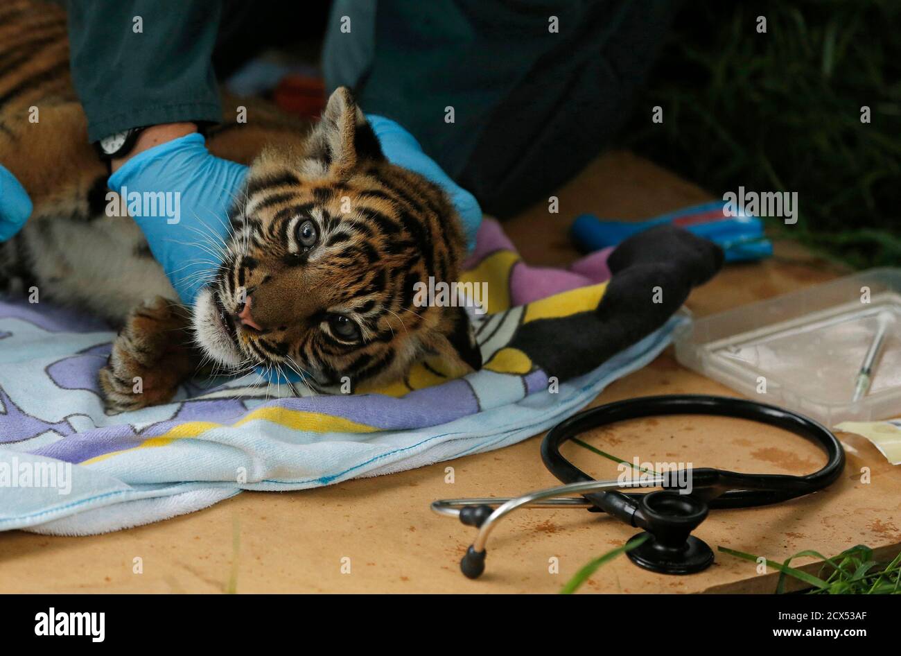 Chester zoo tiger enclosure hi-res stock photography and images - Alamy