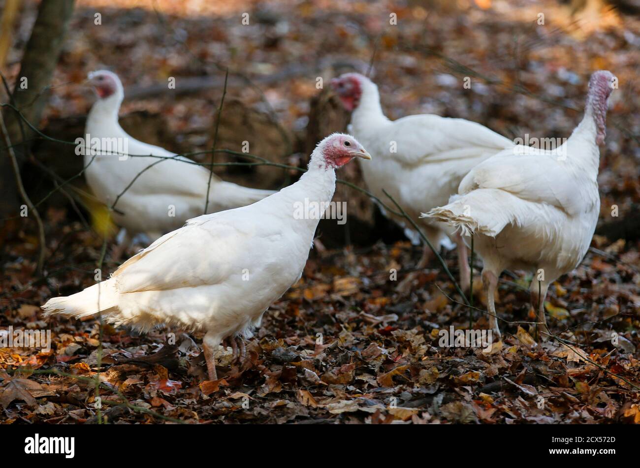 A Group Of Beltsville Small White Turkeys Are Seen Walking Through The Woods At Julie Gauthier S Farm In Wake Forest North Carolina November 20 2014 The Beltsville Small White Breed Enjoyed Brief