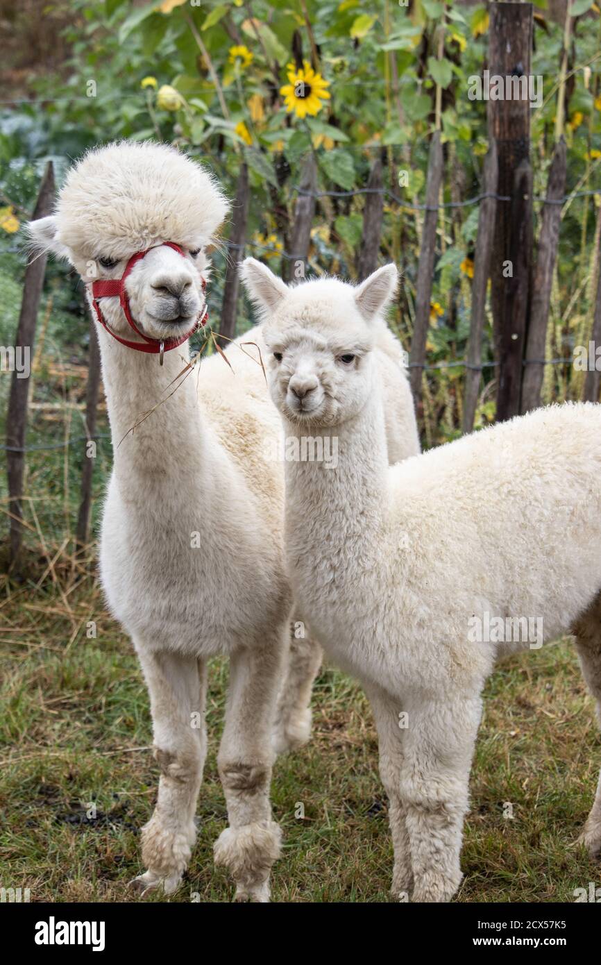 Vertical closeup shot of the heads of two cute white baby lamas Stock Photo