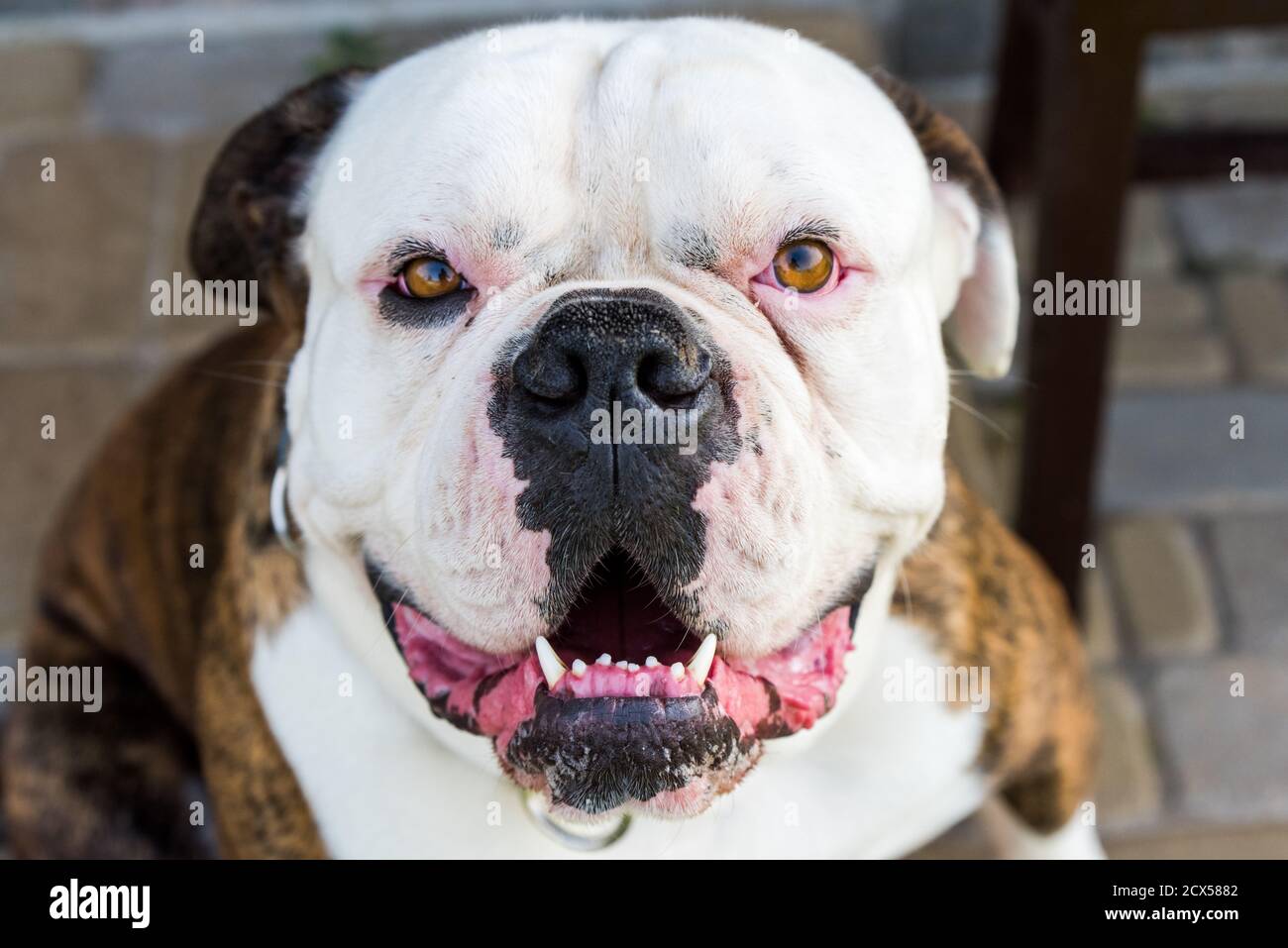 Brindle coat American Bulldog dog portrait outside Stock Photo Alamy