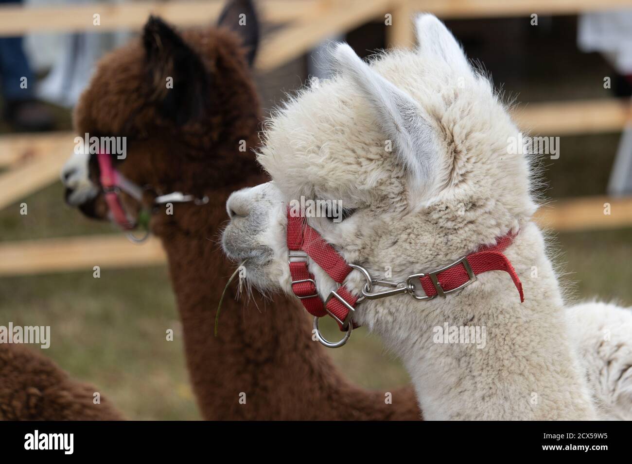 Closeup shot of the heads of two cute lamas Stock Photo