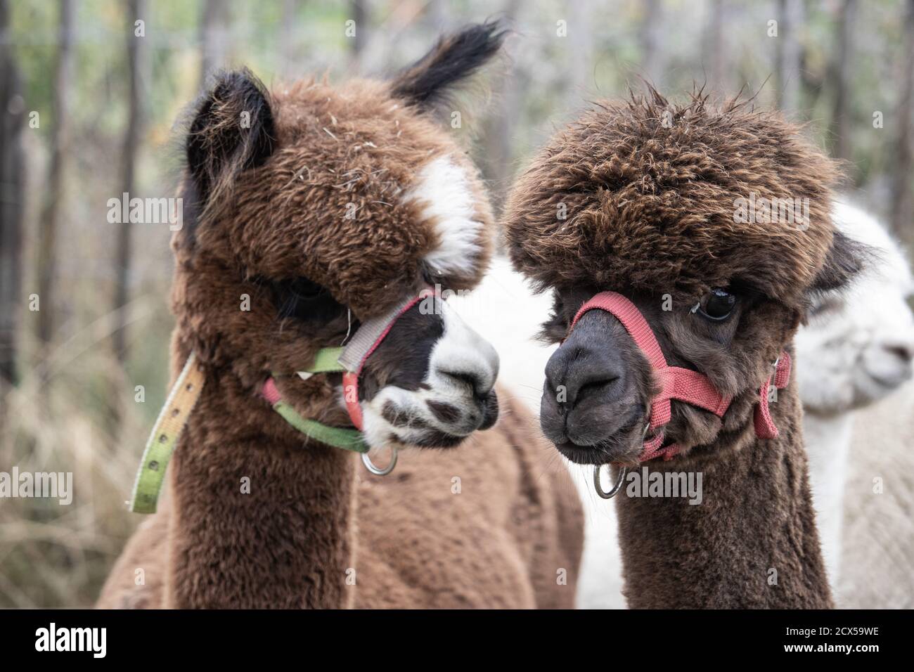 Closeup shot of the heads of two cute brown lamas Stock Photo
