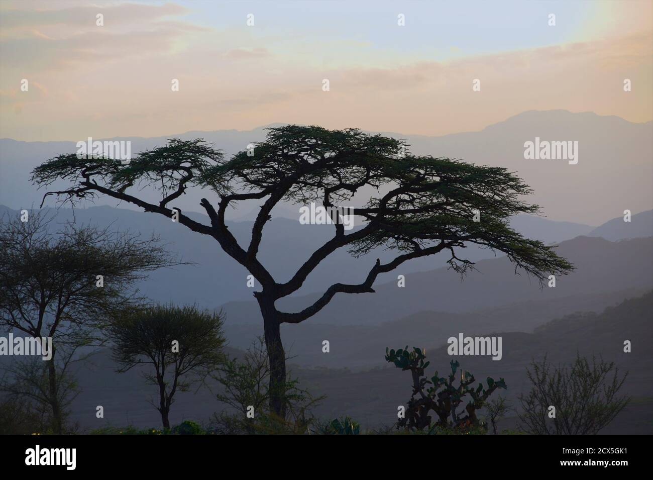 Acacia tree silhouetted against the hills at dusk. Between Mile and Weldiya, Ethiopia Stock Photo