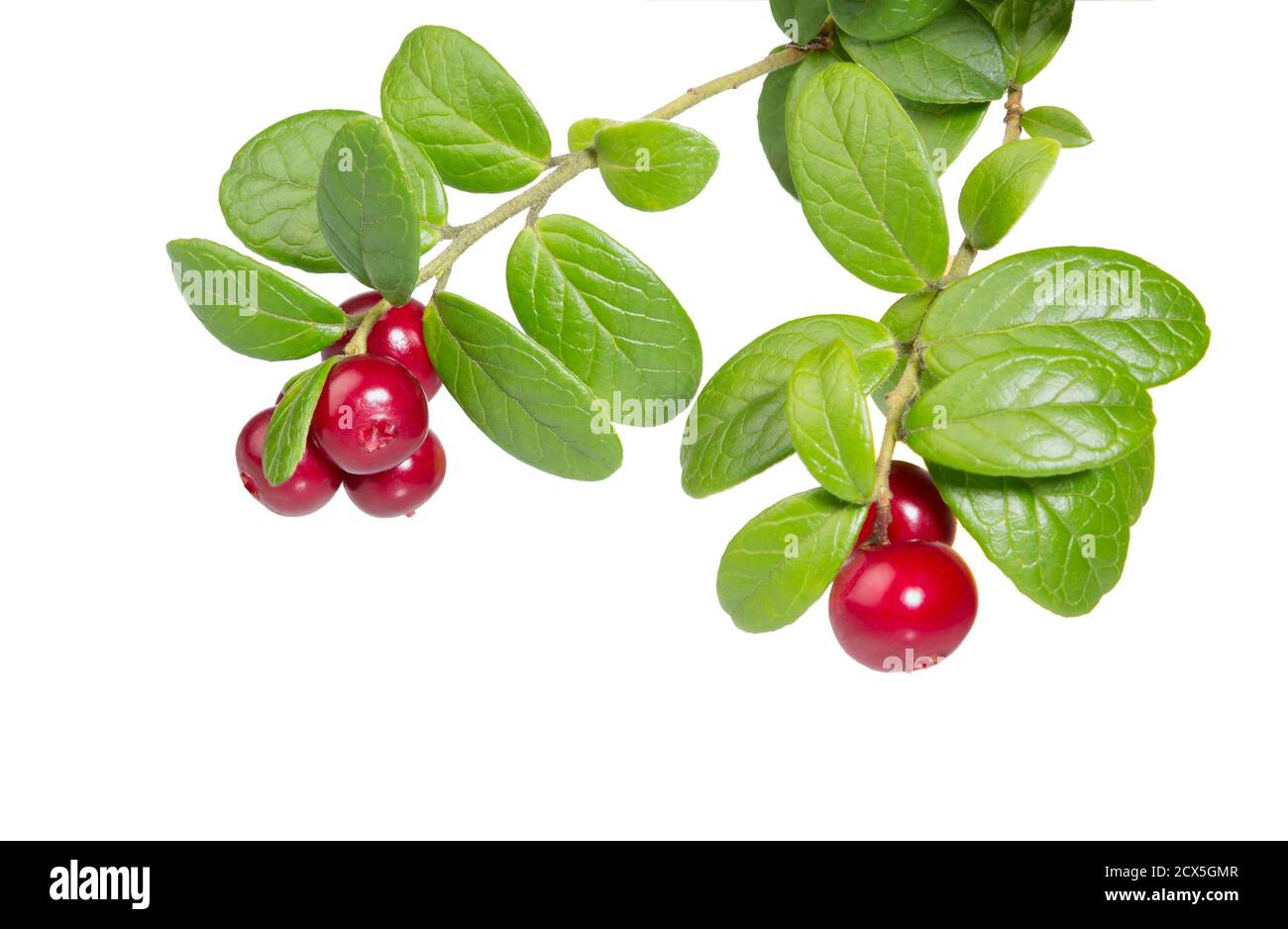 Cranberries with leaves. Lingonberries. Branches forest cowberries isolated on white. Wild berry cowberry. Stock Photo