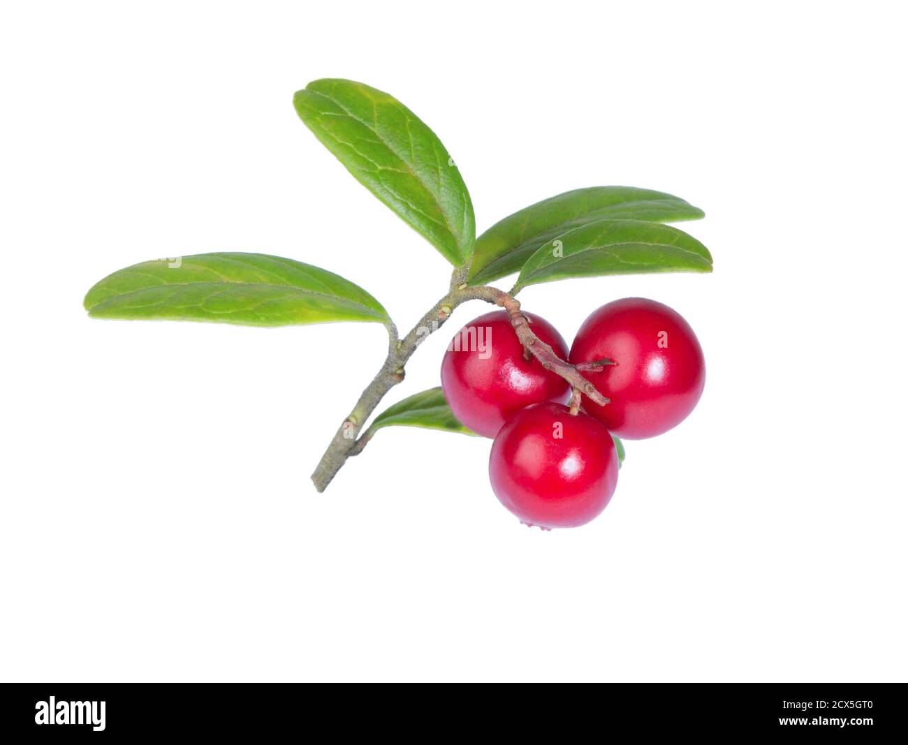 Cranberries with leaves. Lingonberries. Branches forest cowberries isolated on white. Wild berry cowberry. Stock Photo