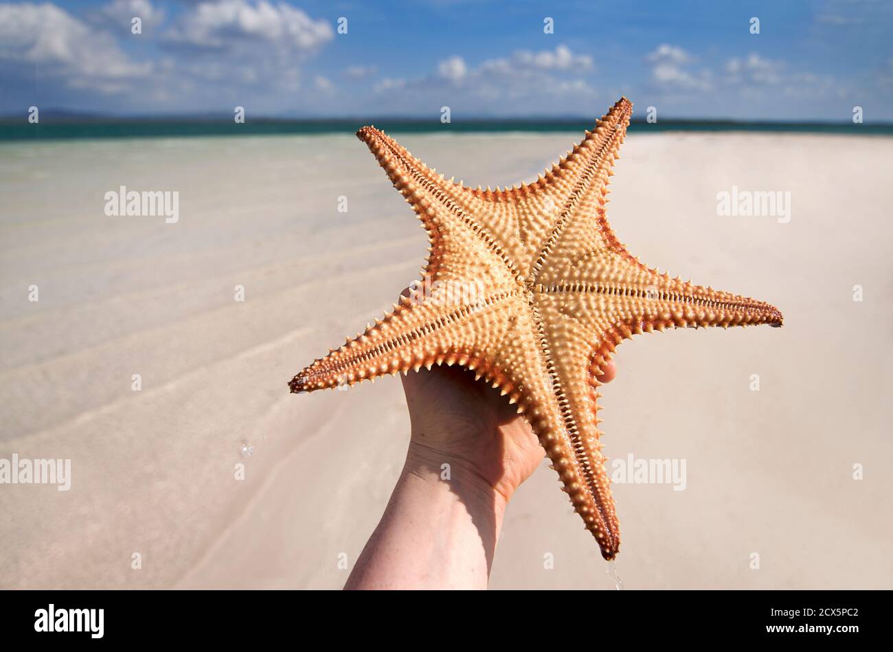 Examining the underside of a starfish. Beach at Cayo Jutias, Pinar del Rio, Cuba. Model Released Stock Photo