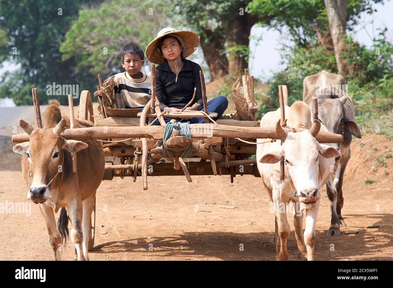 Burmese children riding on a bullock drawn cart between Kalaw and