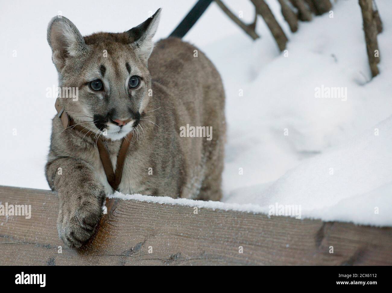 A five-month-old North American puma cub named Arnaldo walks in the snow  after quarantine at the Royev Ruchey Zoo, in the suburb of Russia's Siberian  city of Krasnoyarsk January 13, 2012. Arnaldo