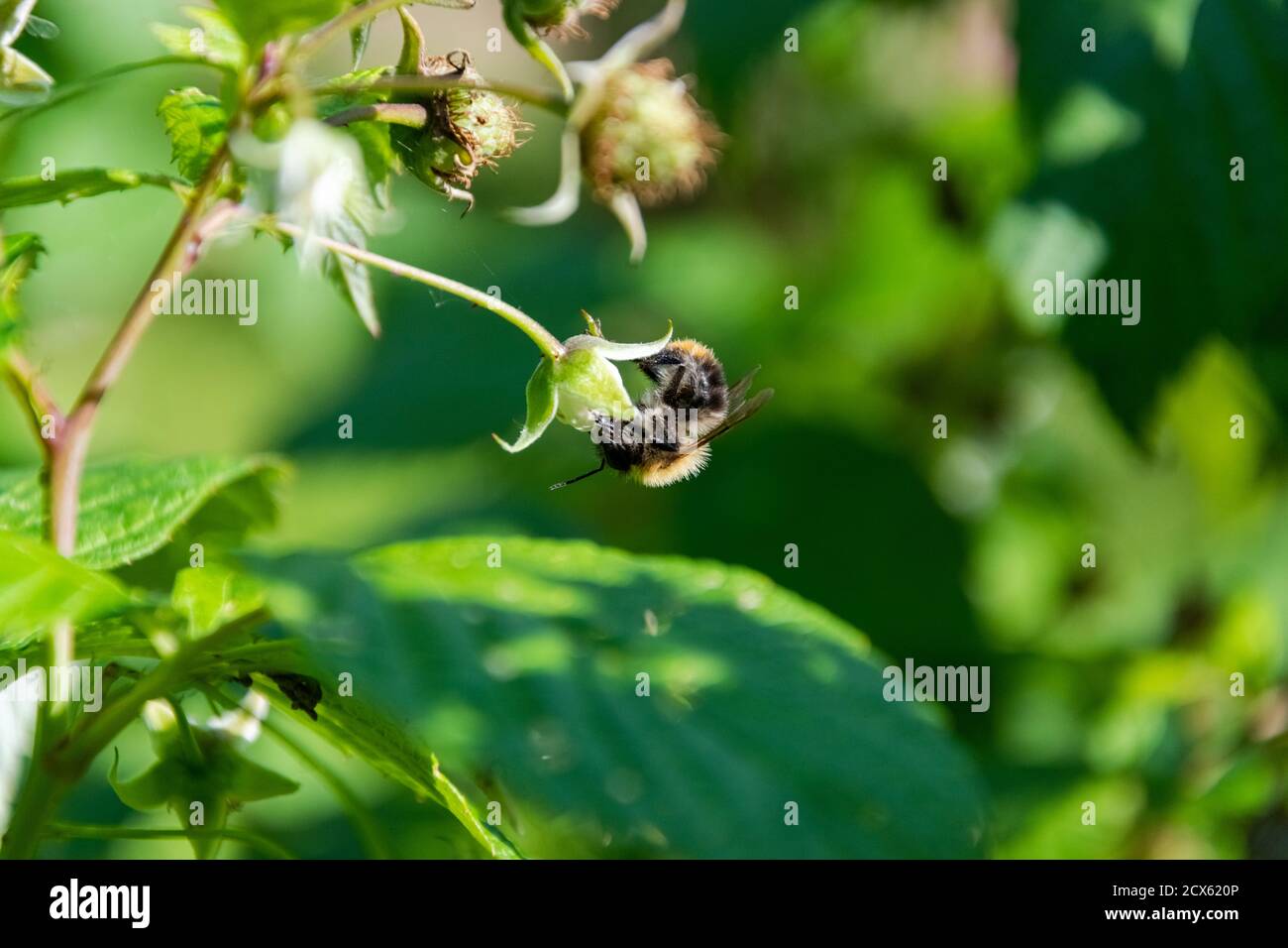 Busy lively hi-res stock photography and images - Alamy