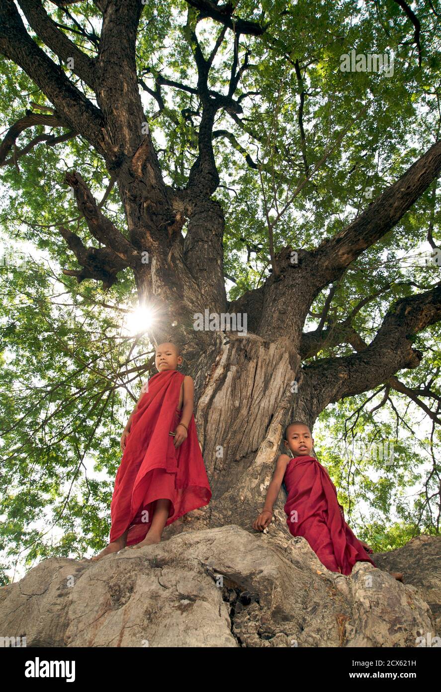 Novice buddhist monks standing at a tree, Sagaing region near Mandalay, Burma. Myanmar Stock Photo
