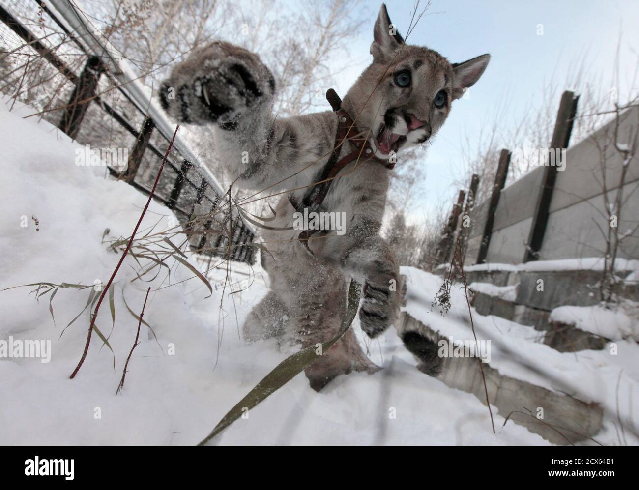 Ice, a 5-month-old North American Puma female cub, plays in the snow at the  Royev Ruchey zoo in a suburb of Russia's Siberian city of Krasnoyarsk  November 20, 2012. REUTERS/Ilya Naymushin (RUSSIA -